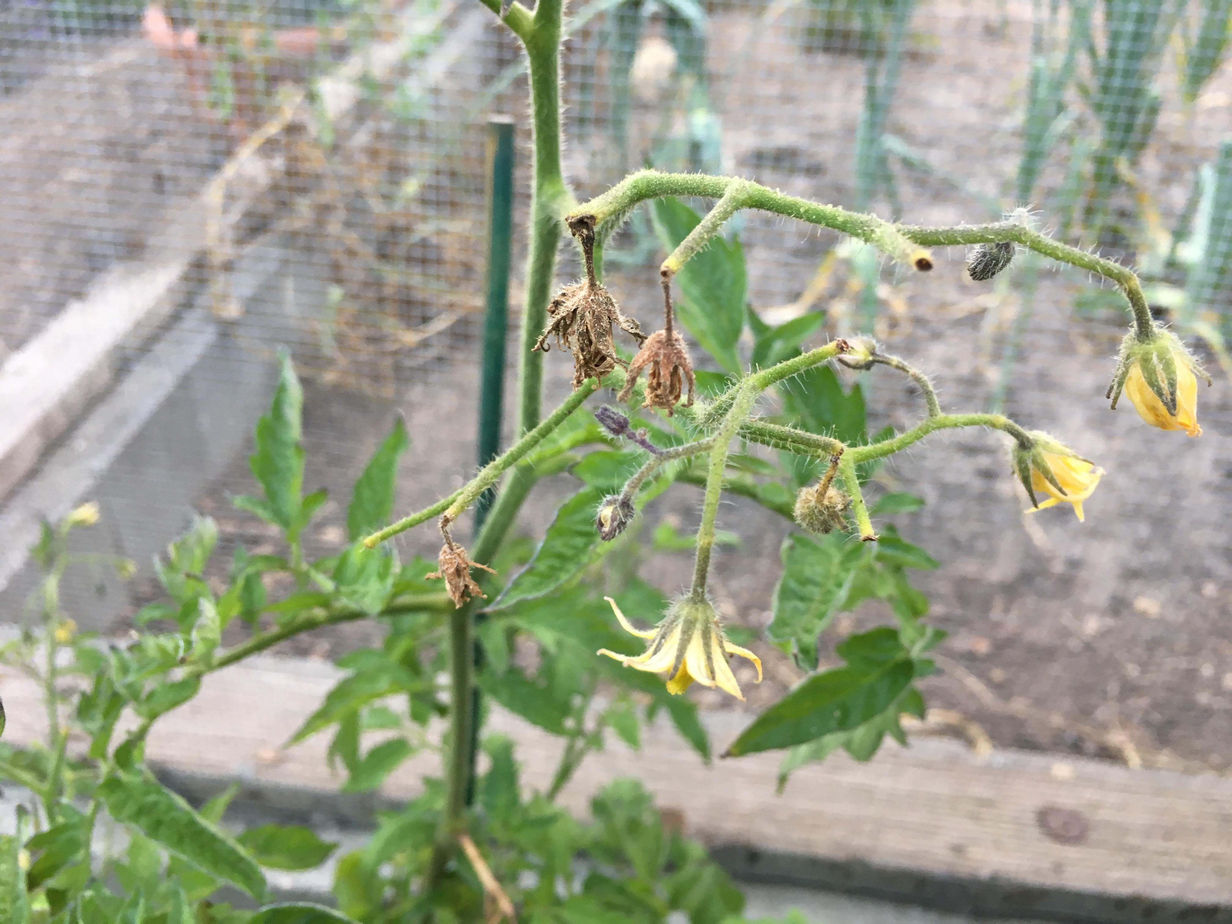 My tomato is losing its flowers! any ideas? this is in southern