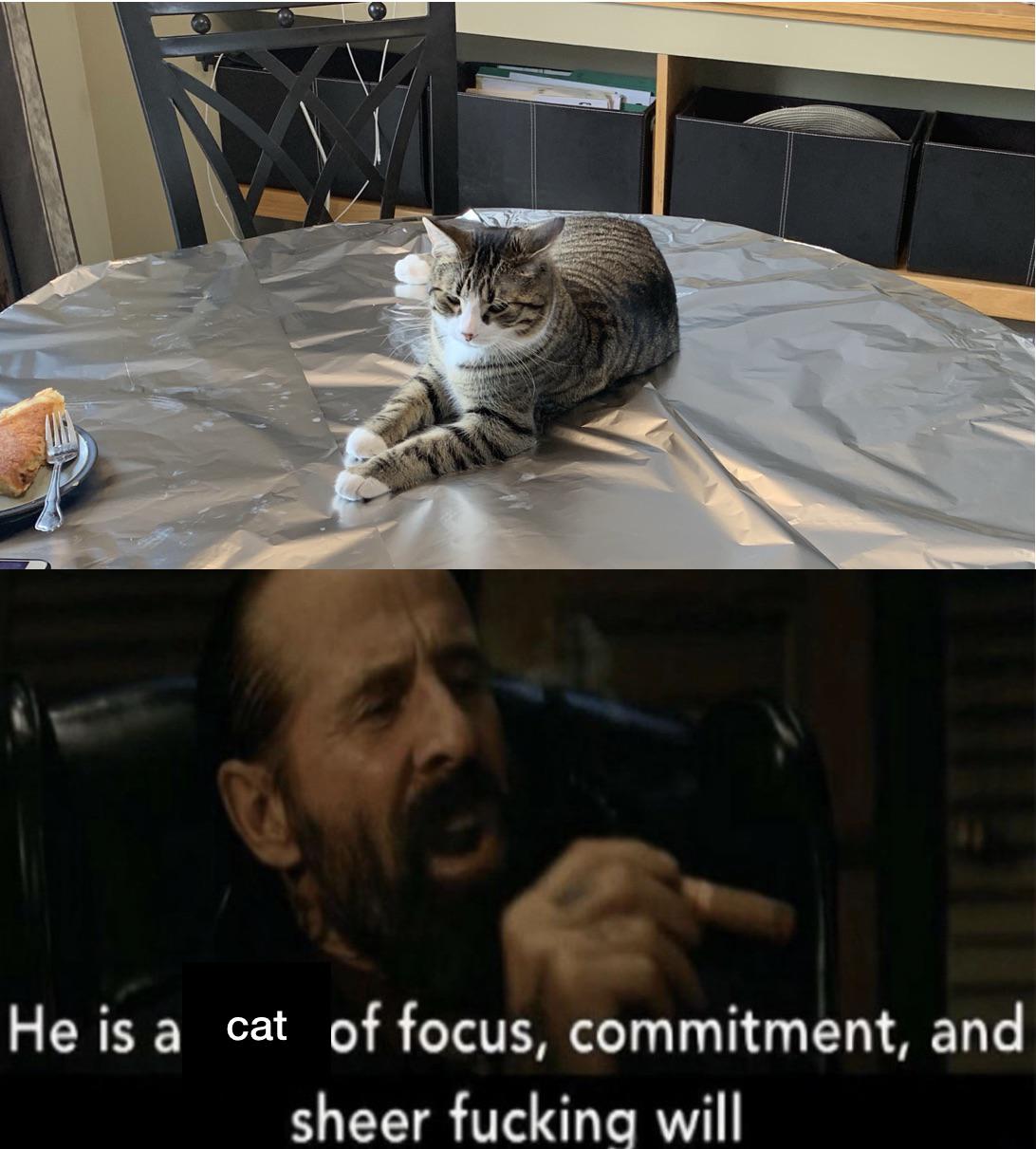 From Google “How to Keep Your Cat Off the Counter Aluminum Foil. Both the noise and the feel of