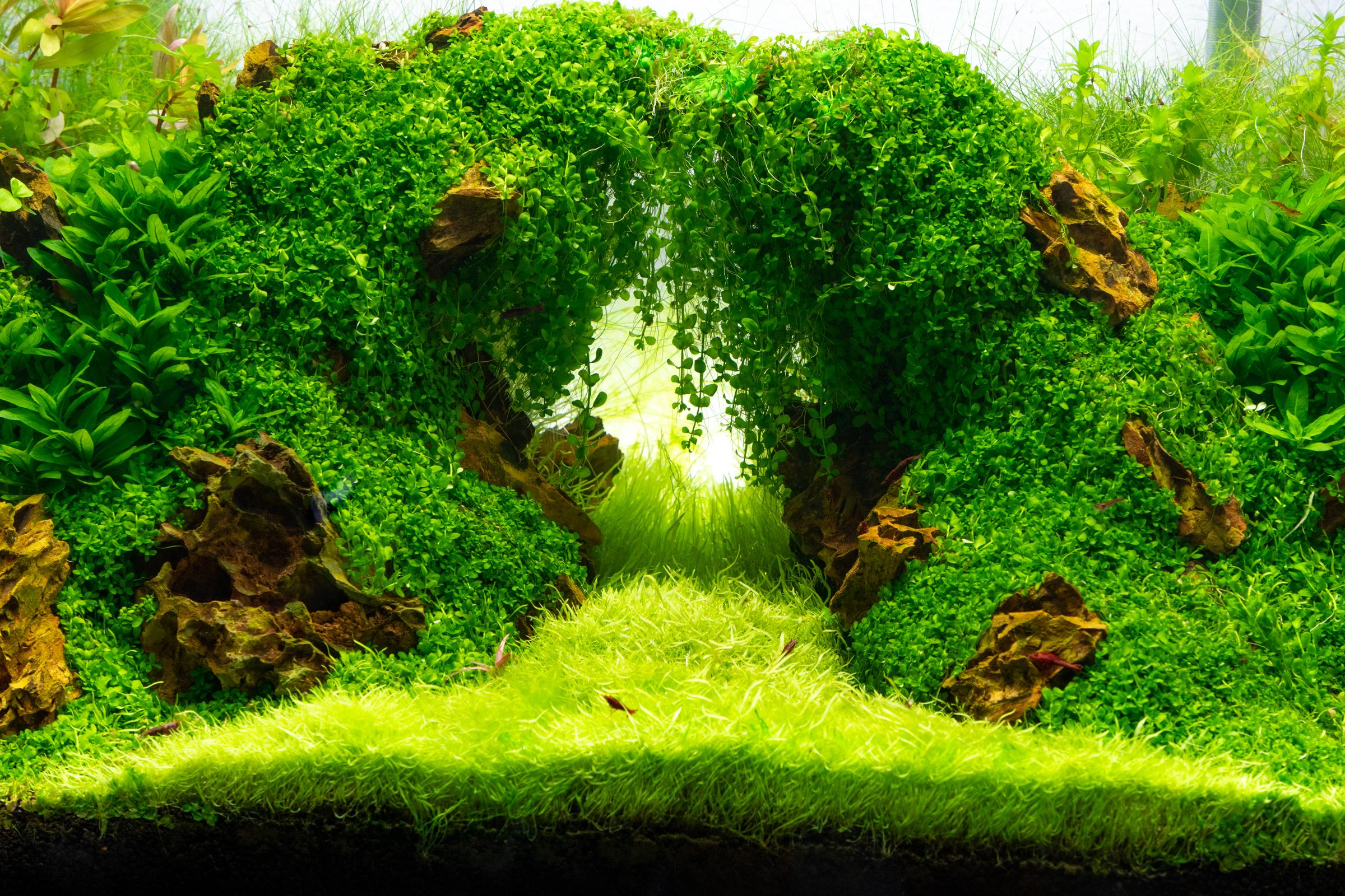 UNS 60U Nature's Arch close up 4 months in r/PlantedTank