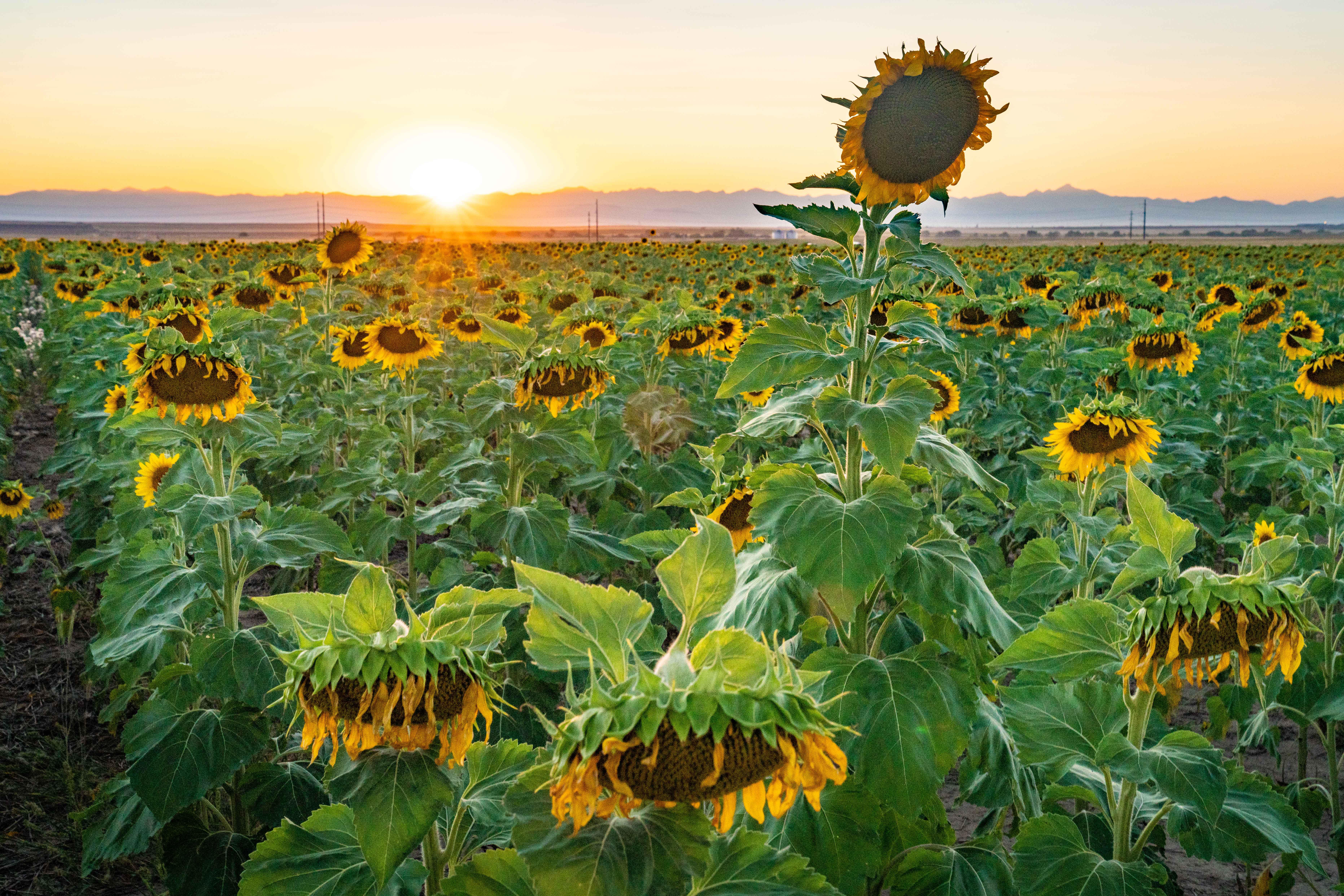 The Sunflowers are in full bloom! Shot right by DIA yesterday r/Denver