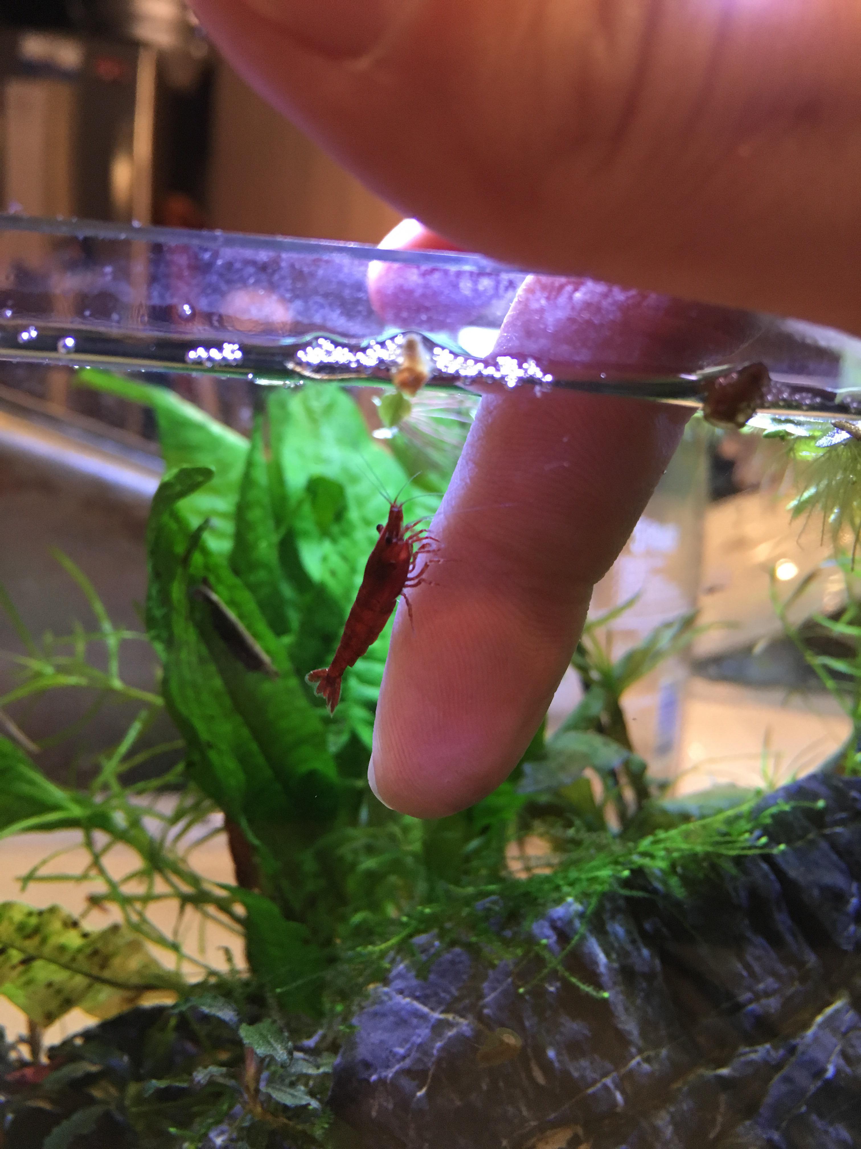 Picked up one of those cherry cleaner shrimps r/Aquariums