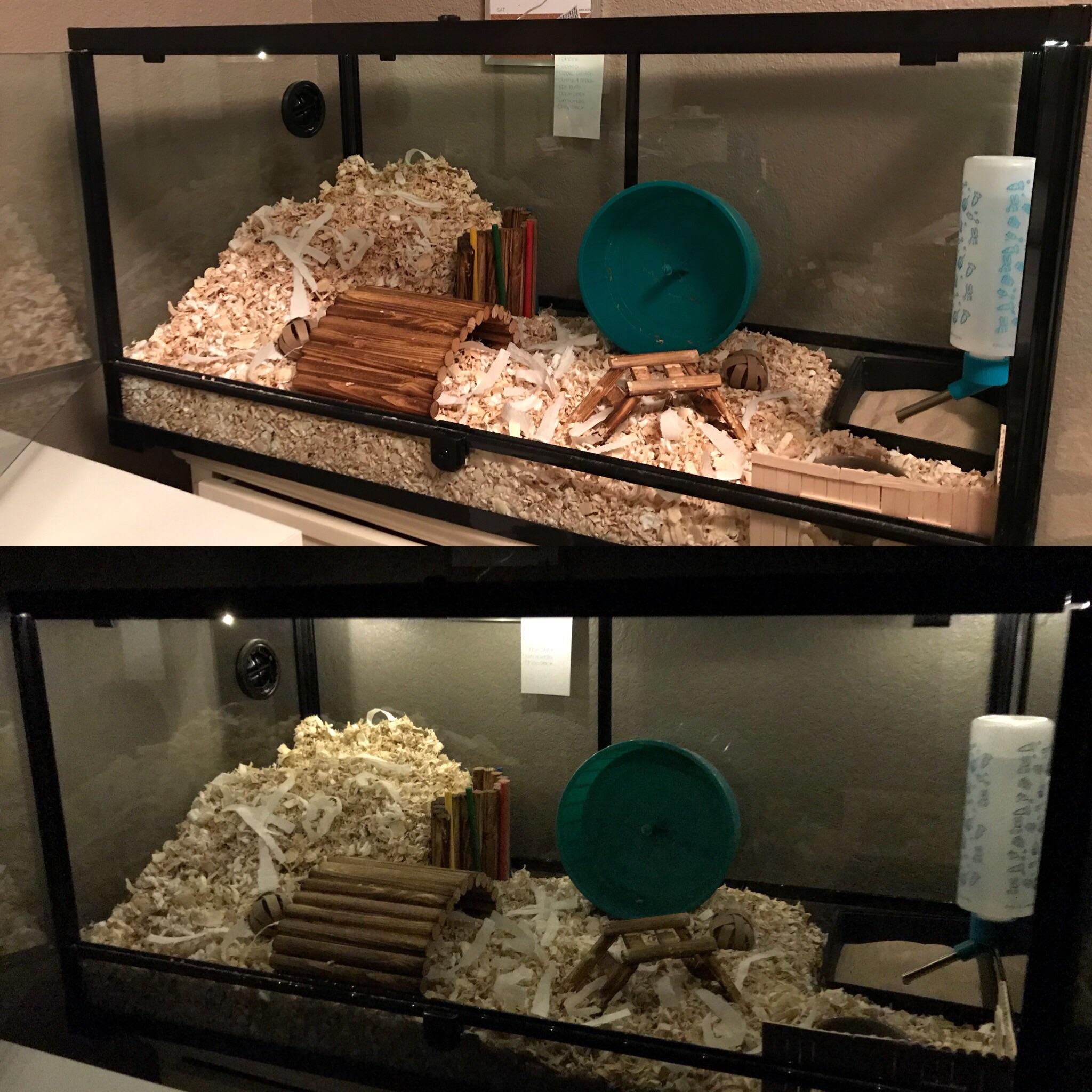 I added lights to Greg’s cage! The top picture is with my room light on