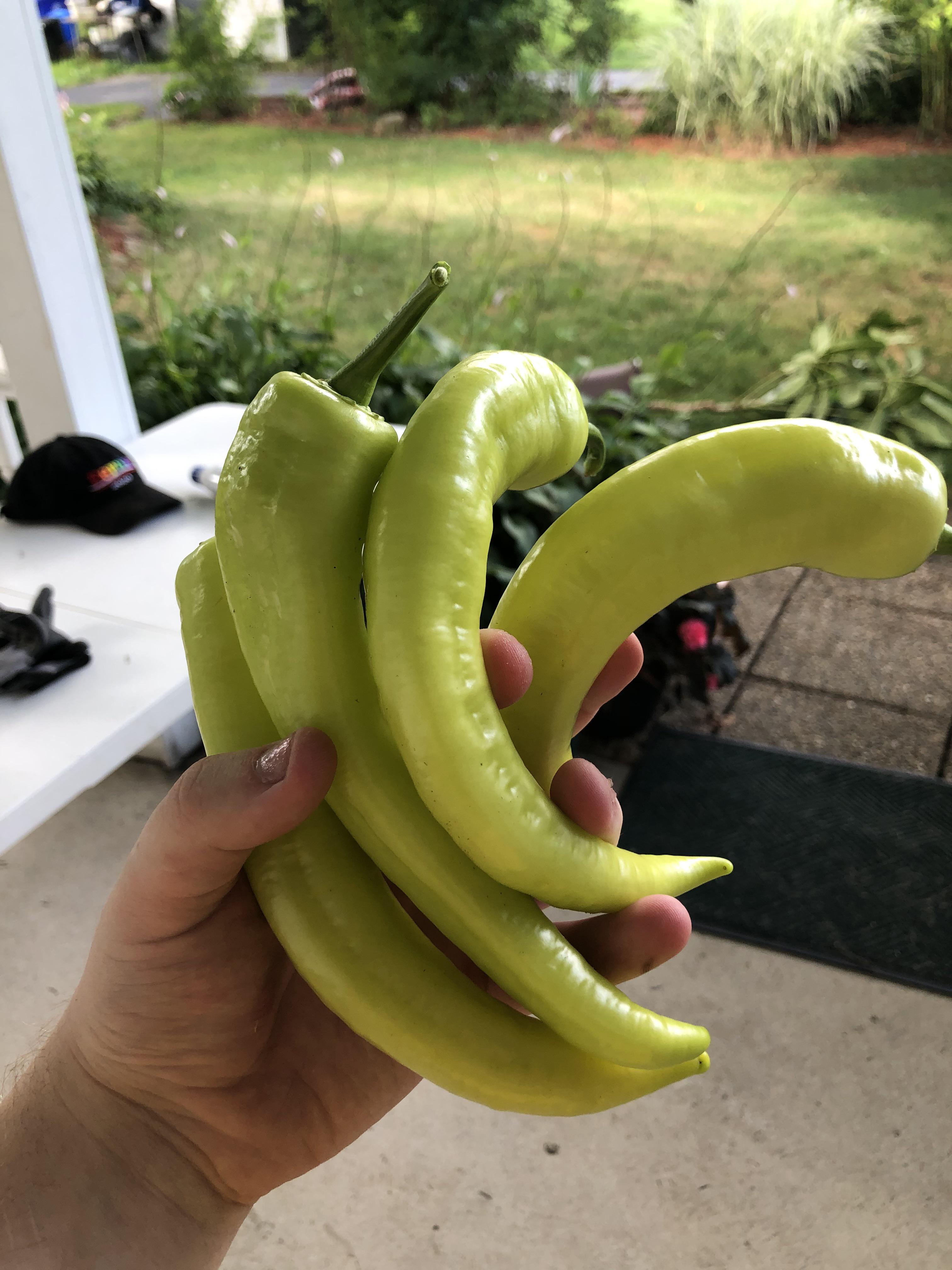 Picked these huge hot banana peppers today from my garden. Any ideas on