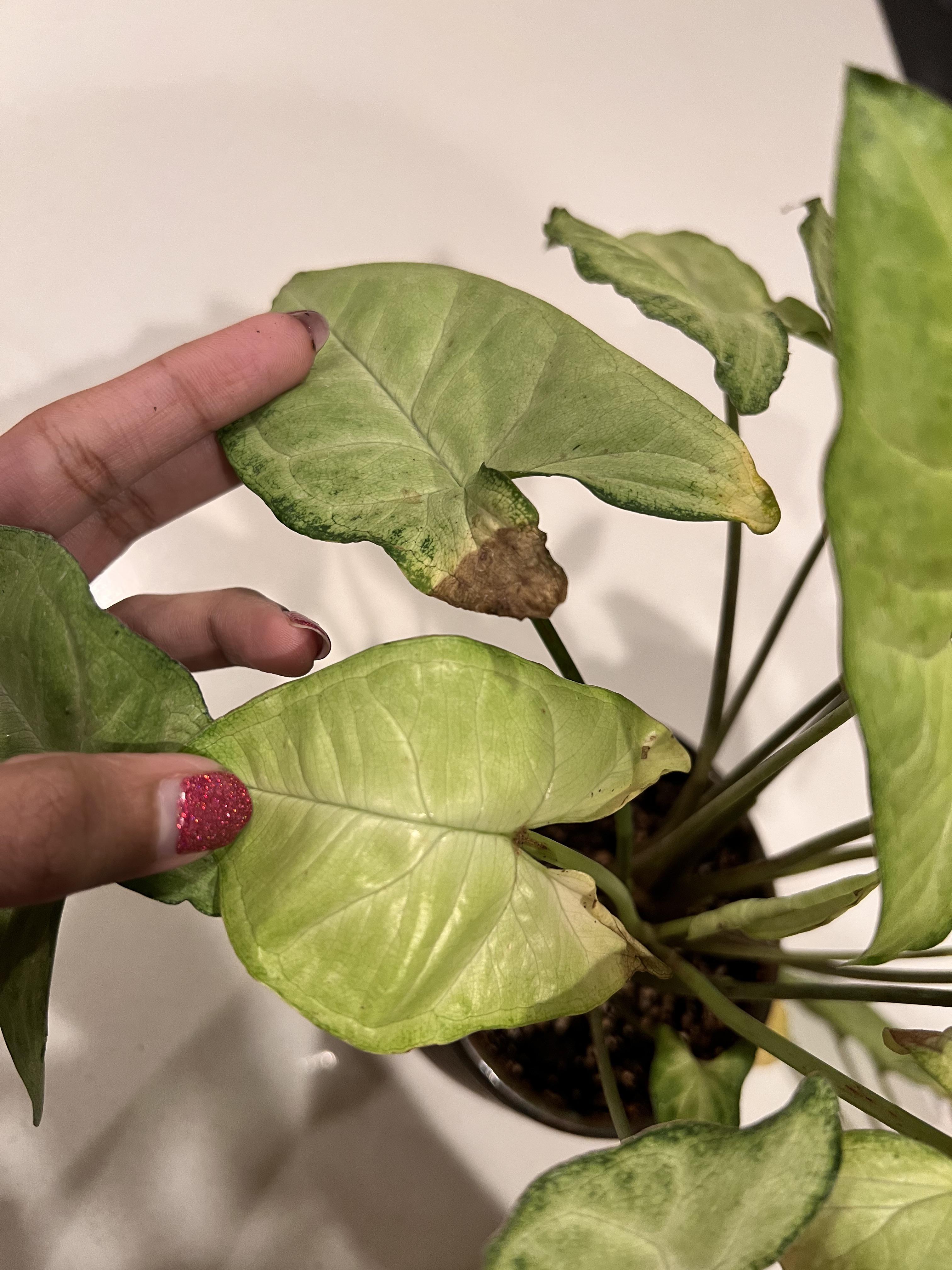 I’m getting some yellow and brown spots on my arrowhead plant. Can