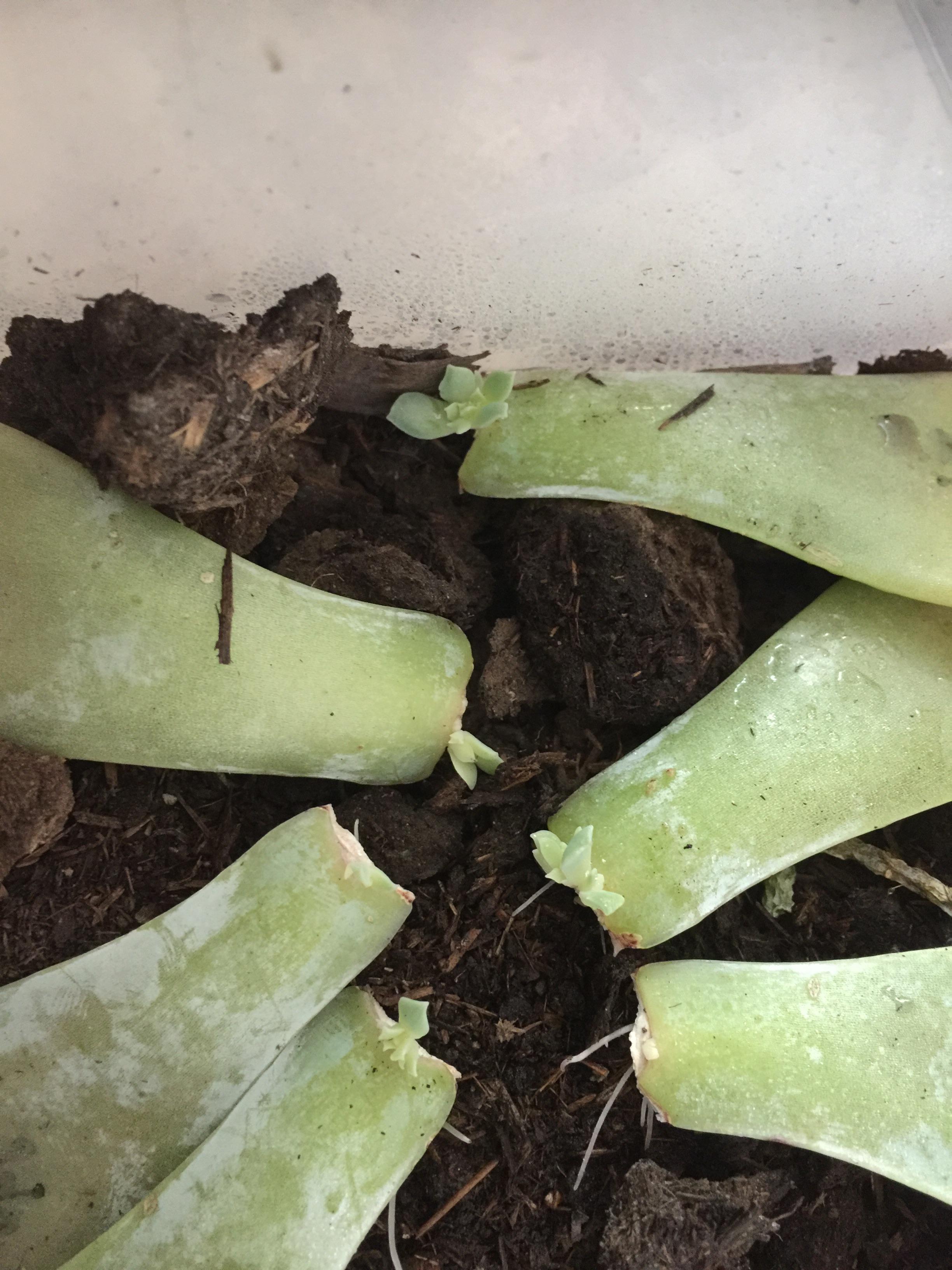 Propagation success! But only after like, nearly 40 days. They grow so slow. Only half