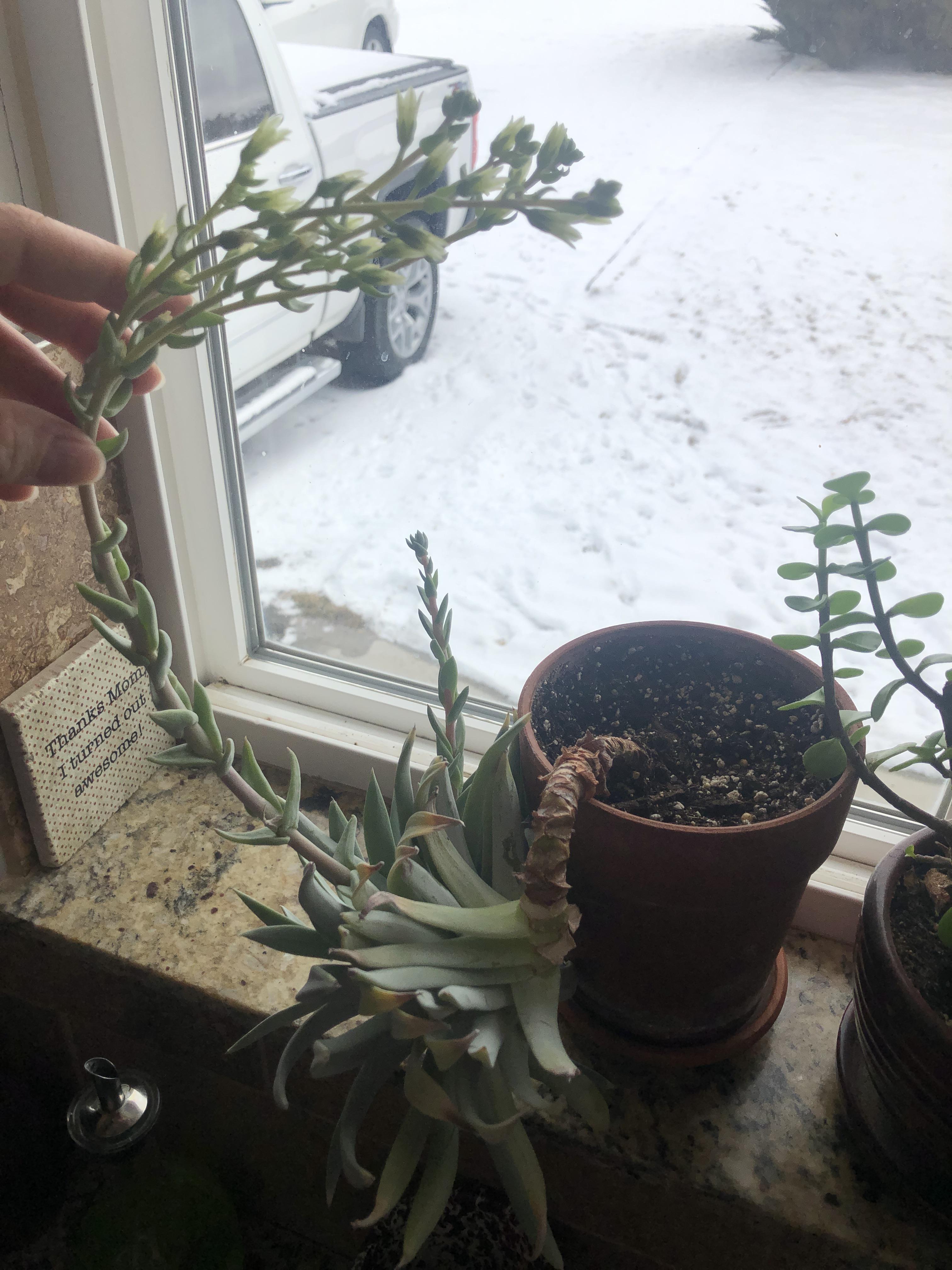 Do they die after blooming? Do I need to replant. Thanks for the advice