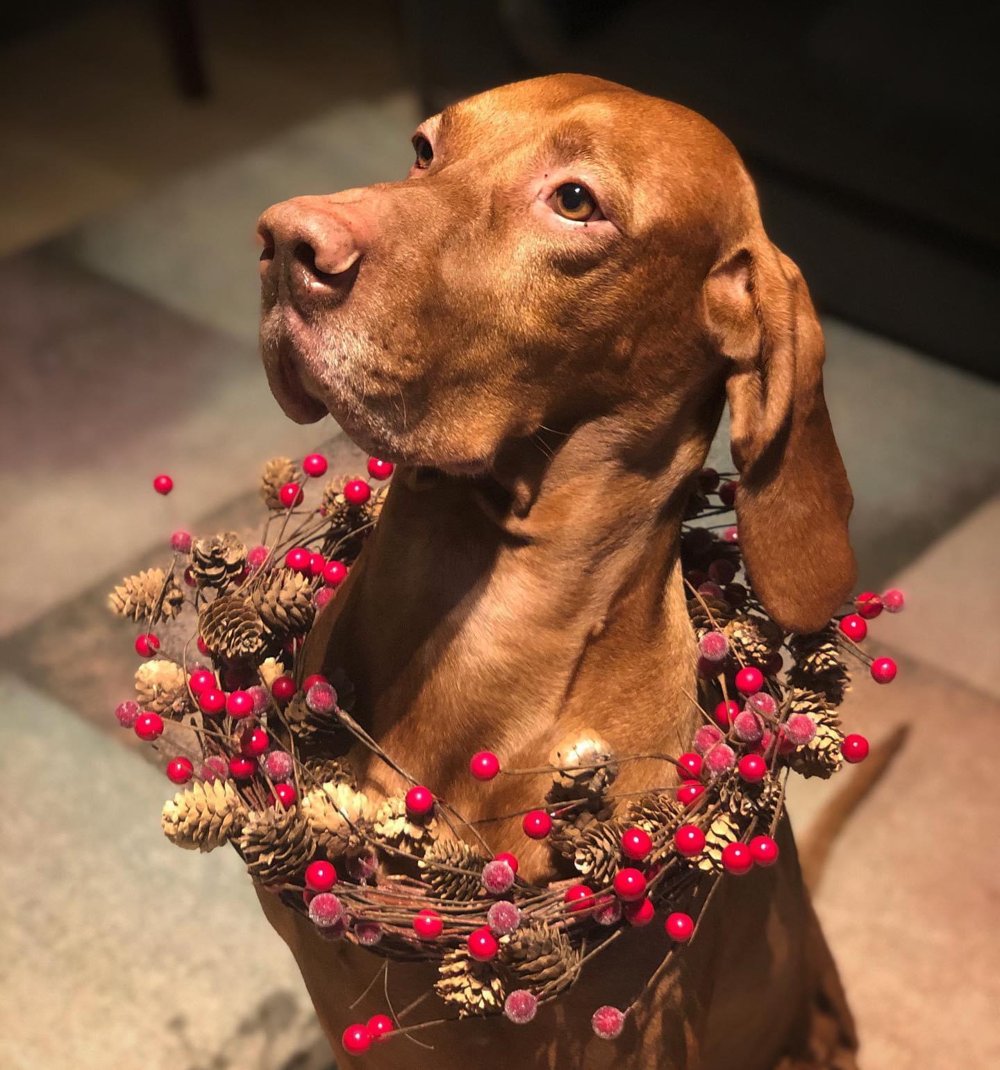 xMas Vizla r/vizsla