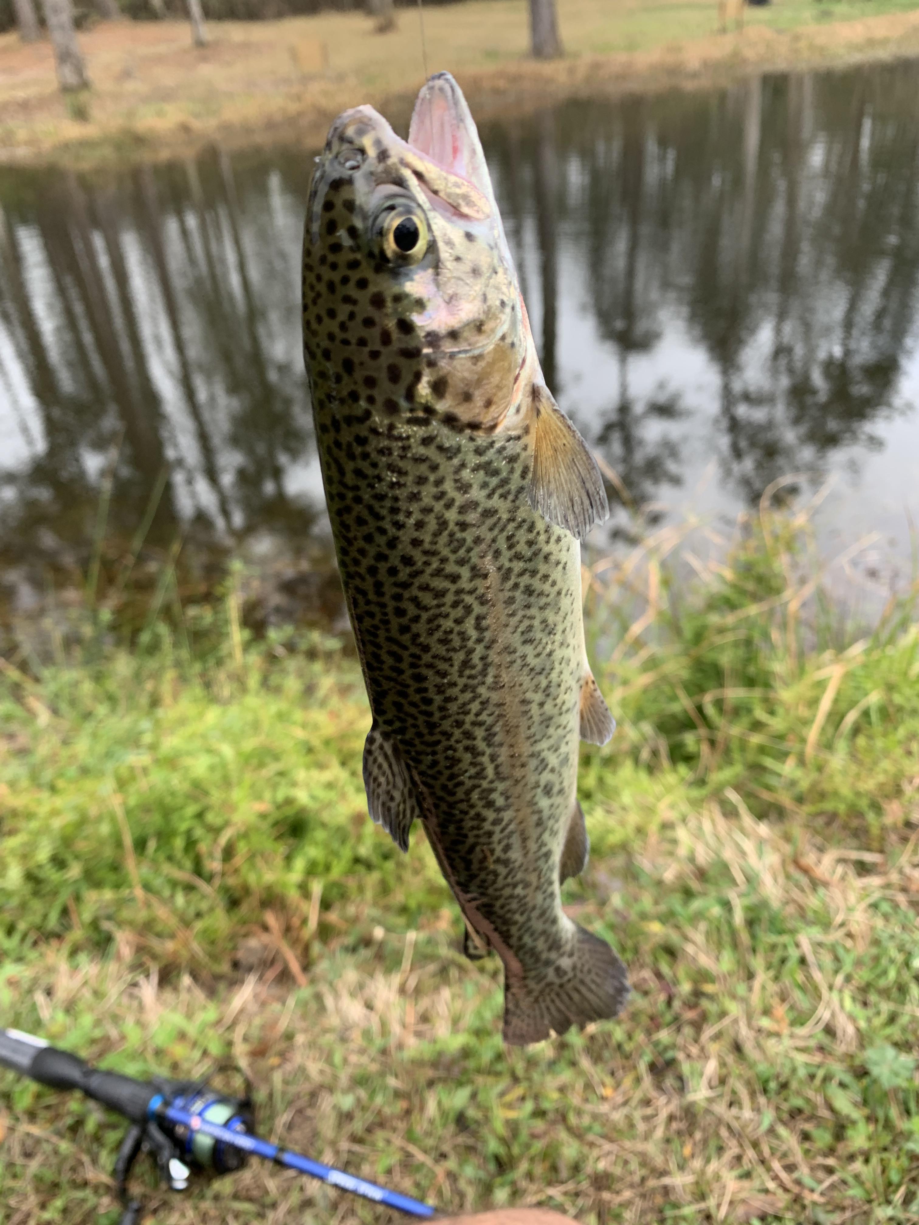 I only get one chance a year to trout fish in my part of a Texas, when they stock a pond near my