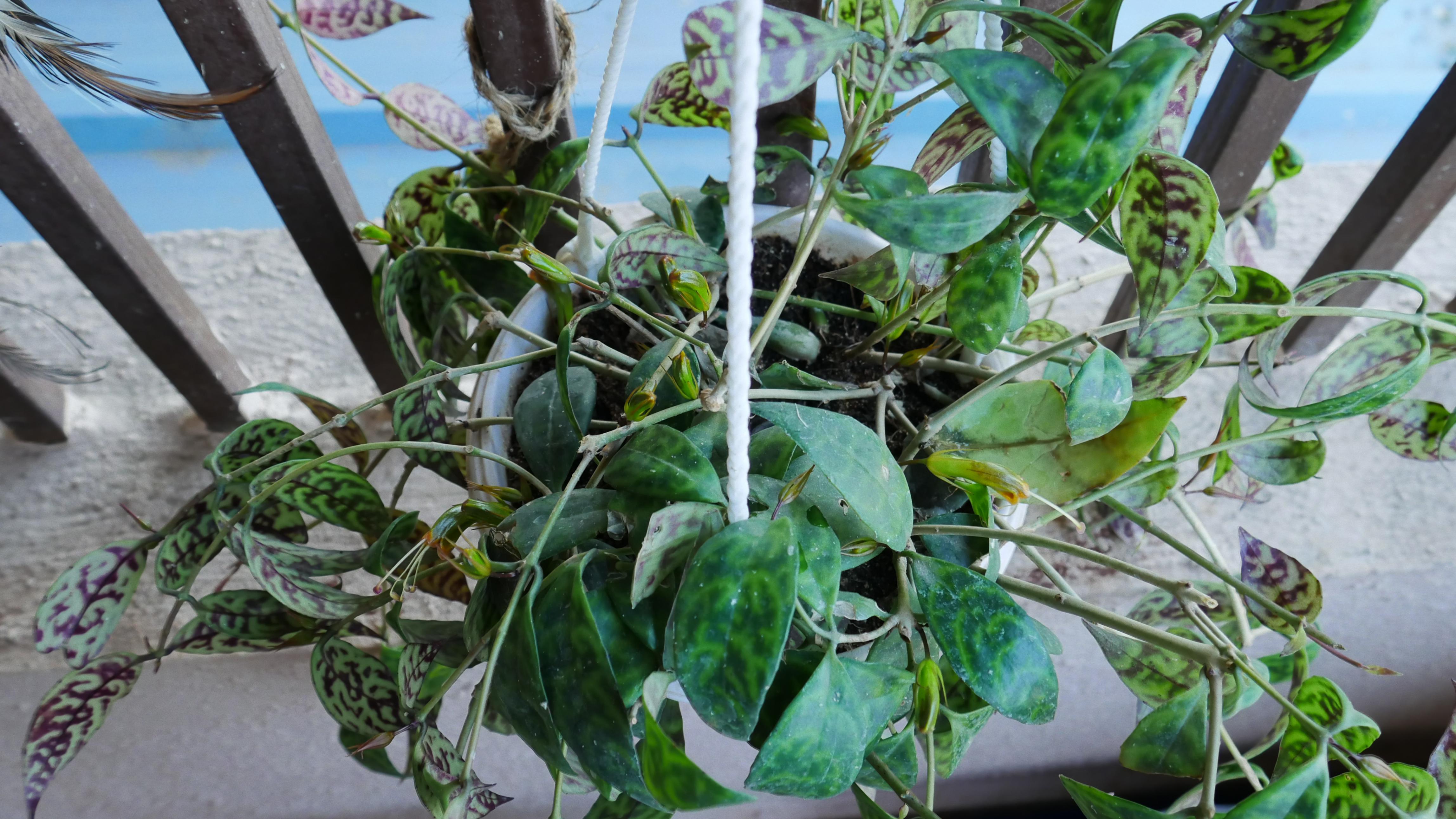 Never knew black pagoda lipstick plants actually blooms.
