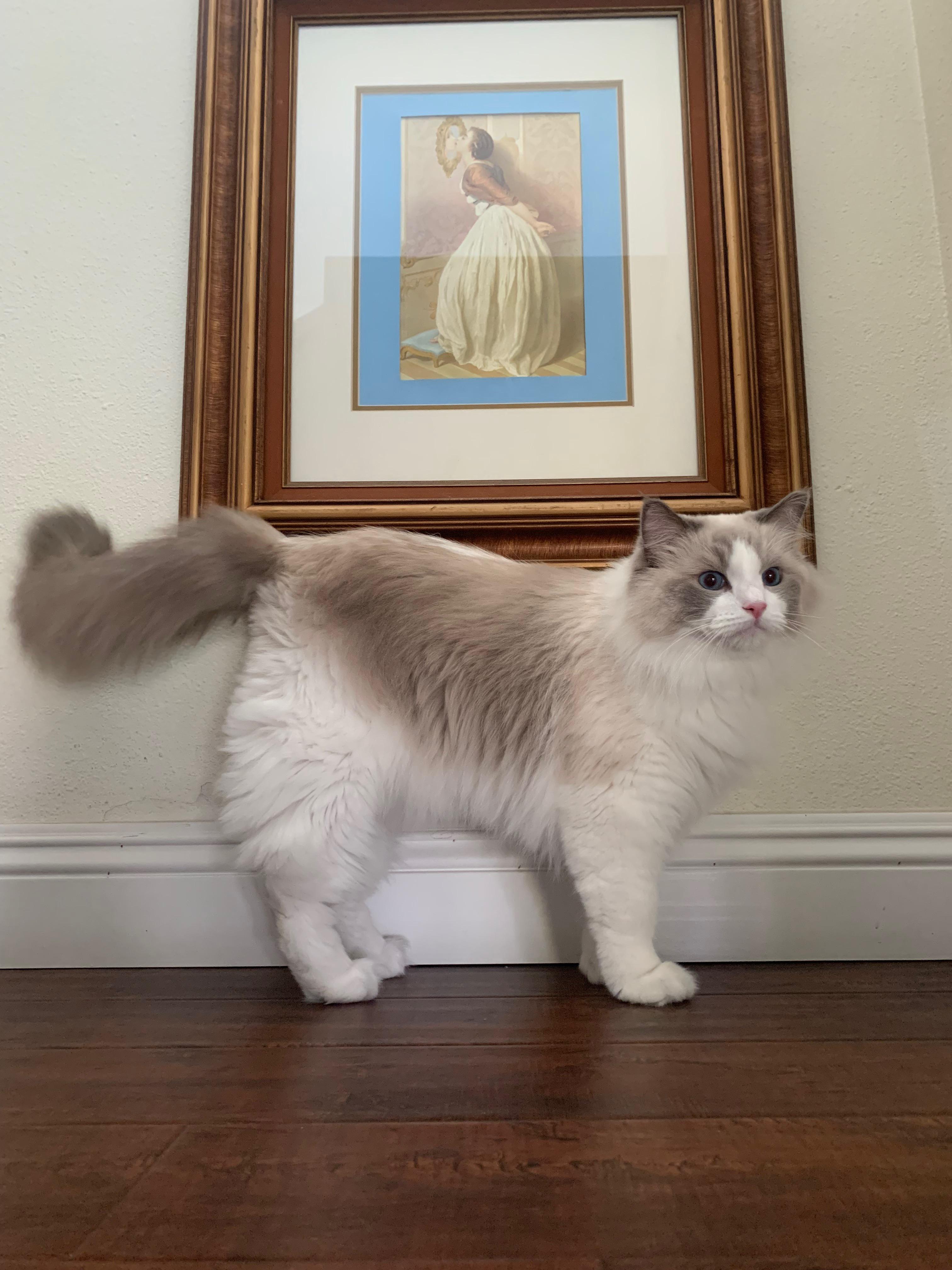 How to Keep Ragdoll Cats Cool in Summer Beat the Heat!