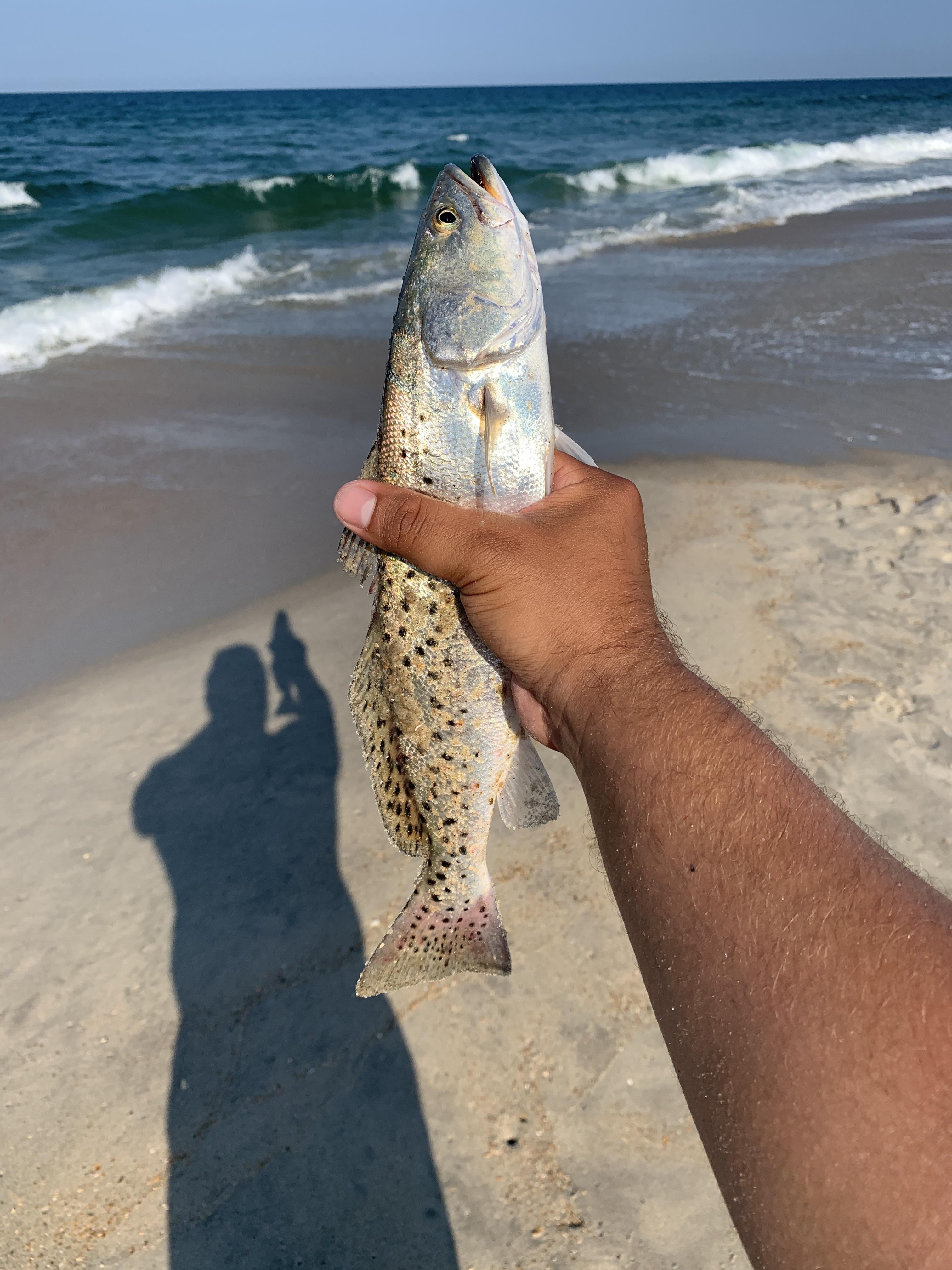 Surf fishing in Corolla, NC and caught this fella off of fish bites