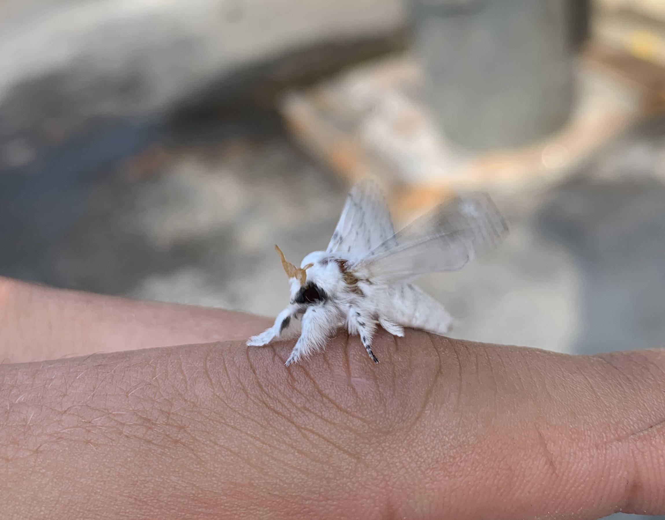 Found this moth in Can’t find anything but one other picture