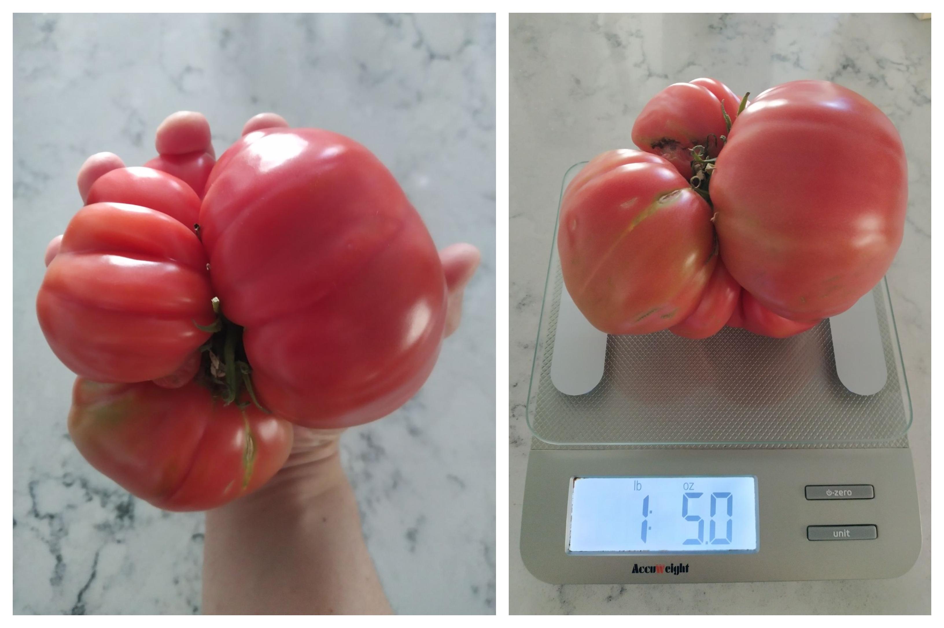 New personal record! Brandywine, zone 9b r/tomatoes