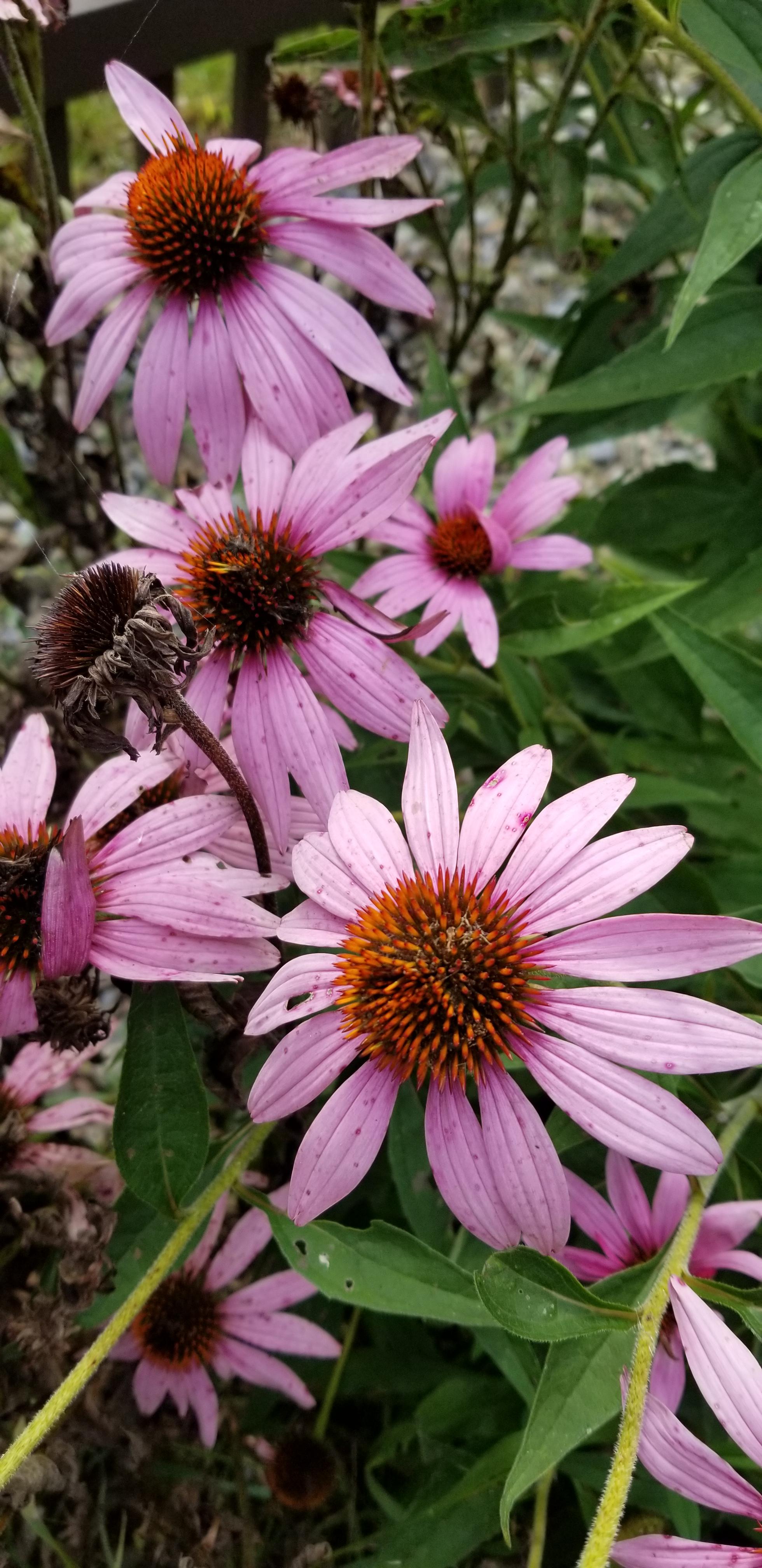 Purple coneflowers still in bloom r/gardening