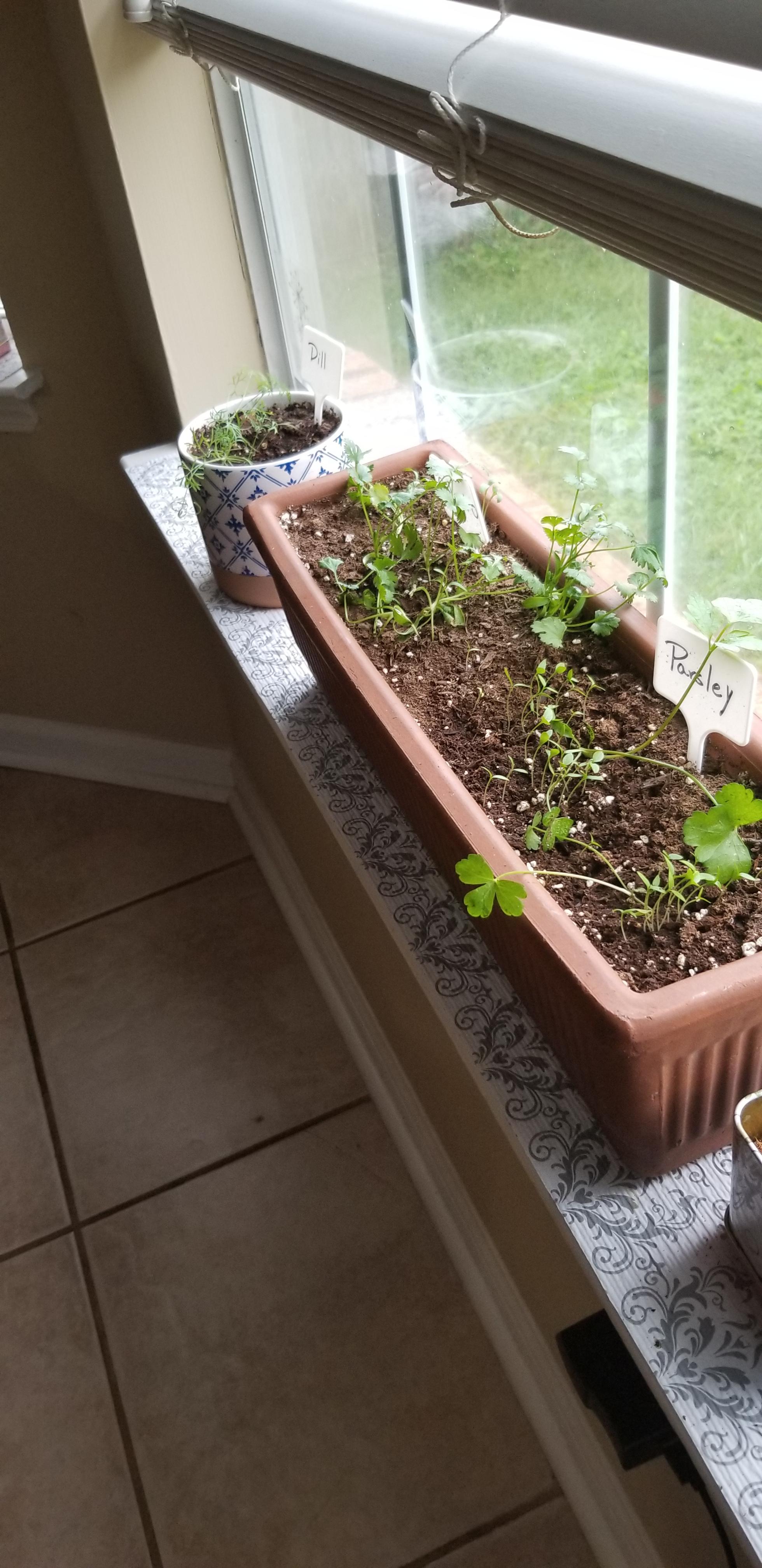 Indoor herb garden. Why you so droopy and floopy? r/plantclinic