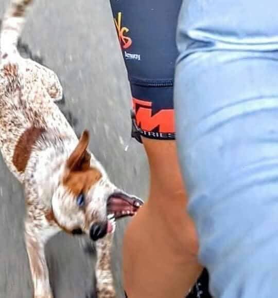 Why Do Dogs Attack Bikers