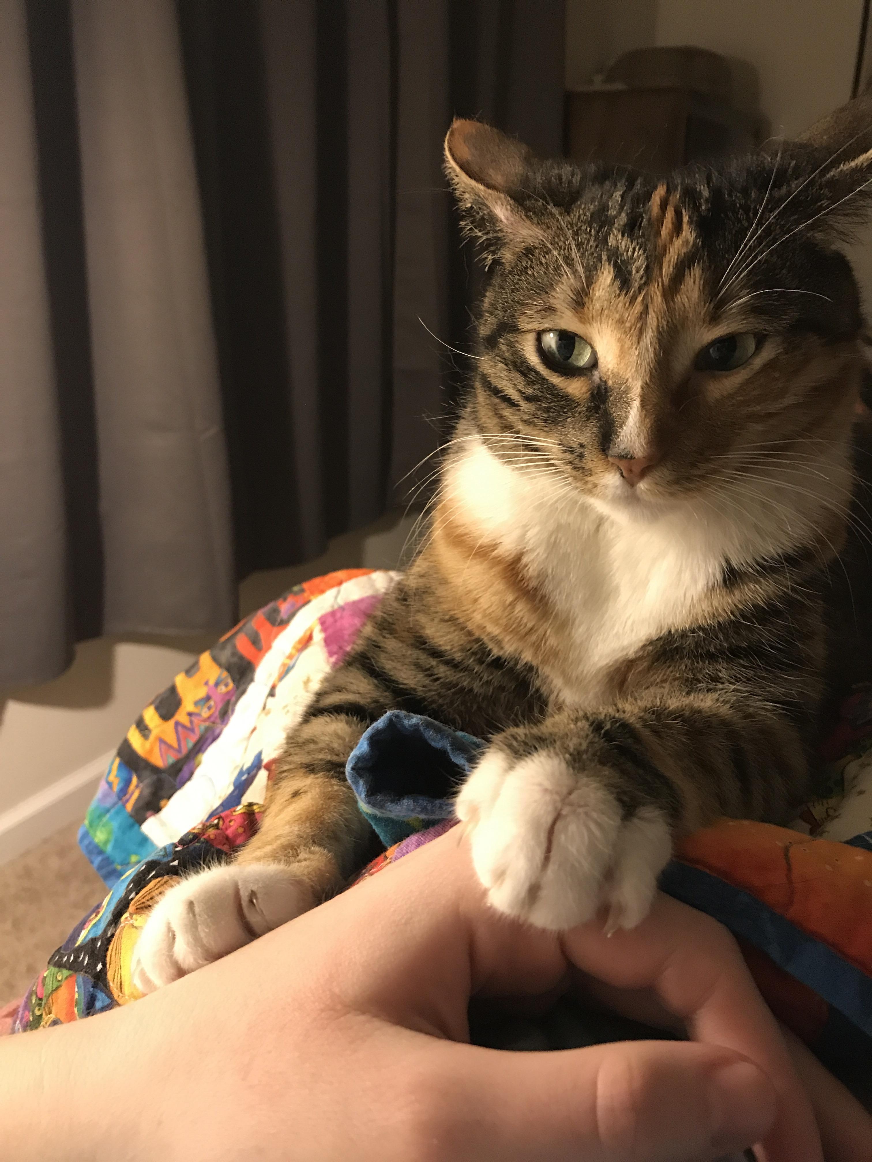 My cat doesn’t really cuddle, but she shows me she loves me with hand
