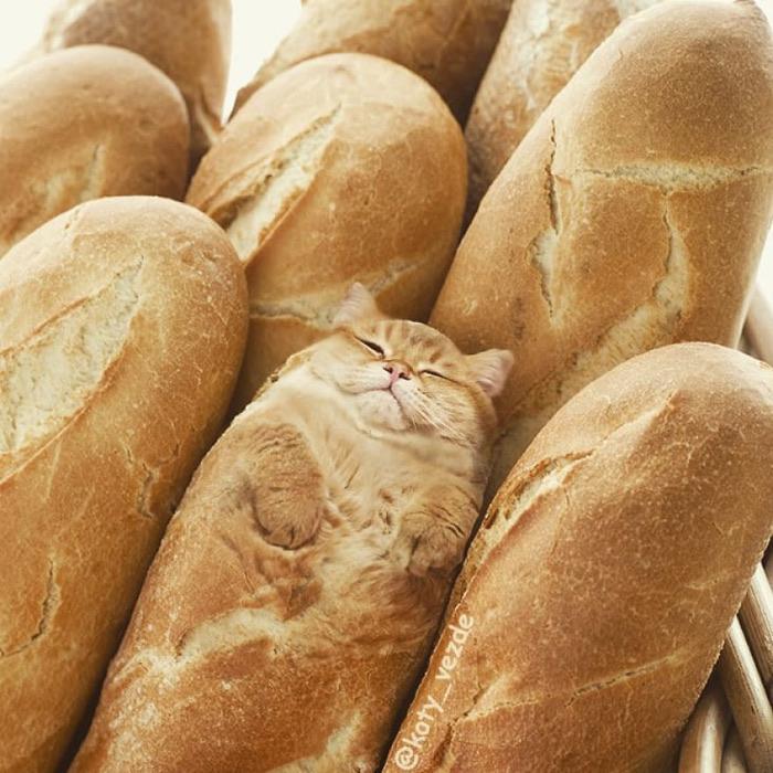 Cats Baguette r/catsarebread