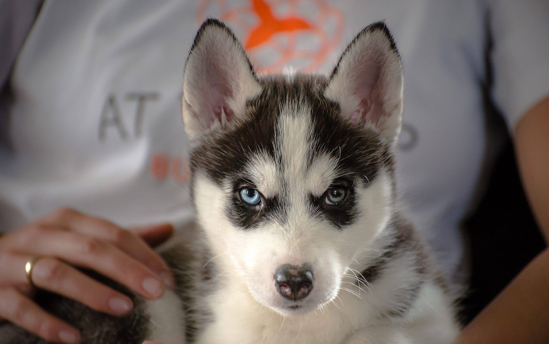 Siberian Husky puppy doge with two different colored eyes. pics