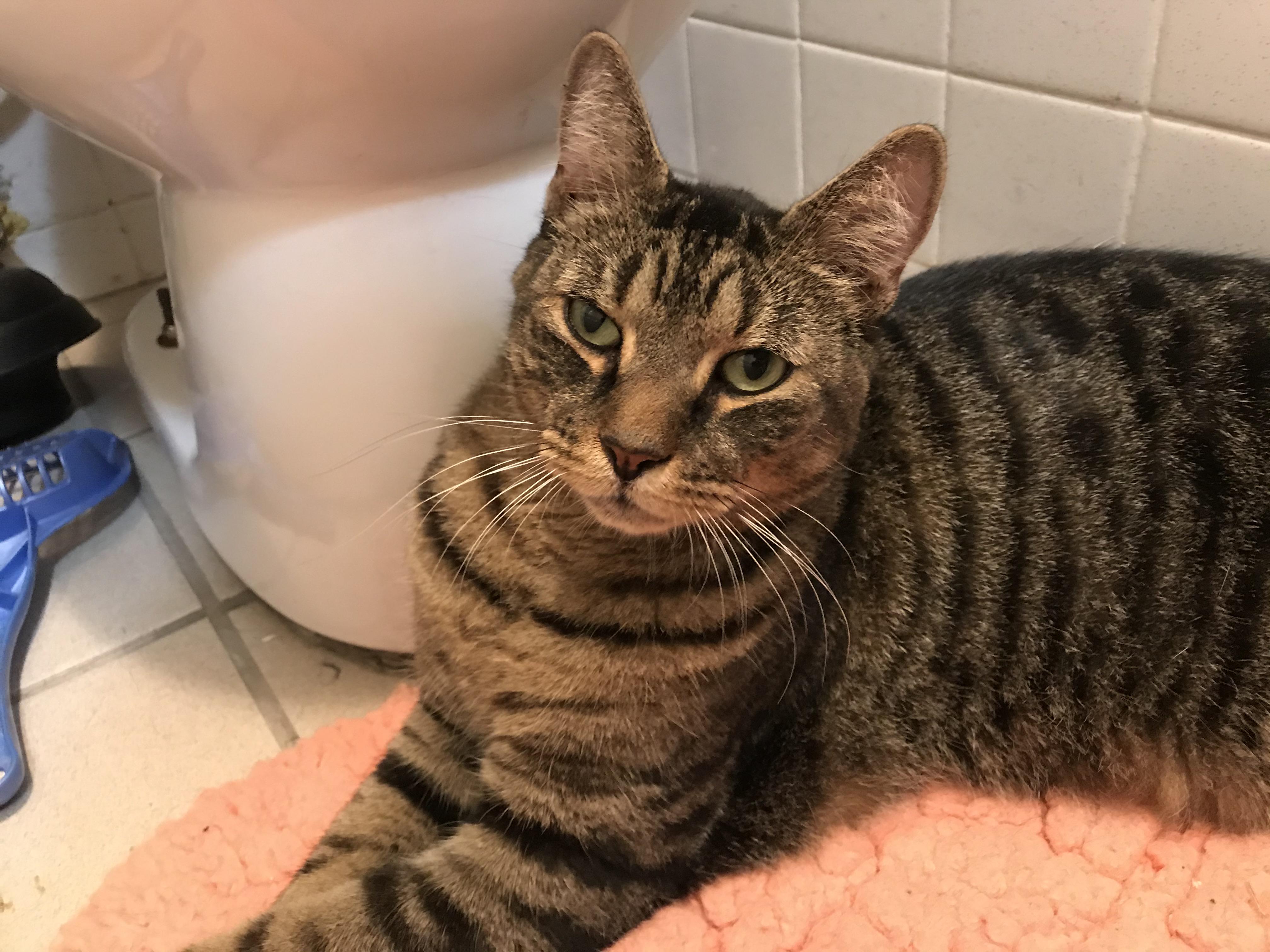 Found Adult Male Tabby Cat in Harlem No Chip, neutered, extremely