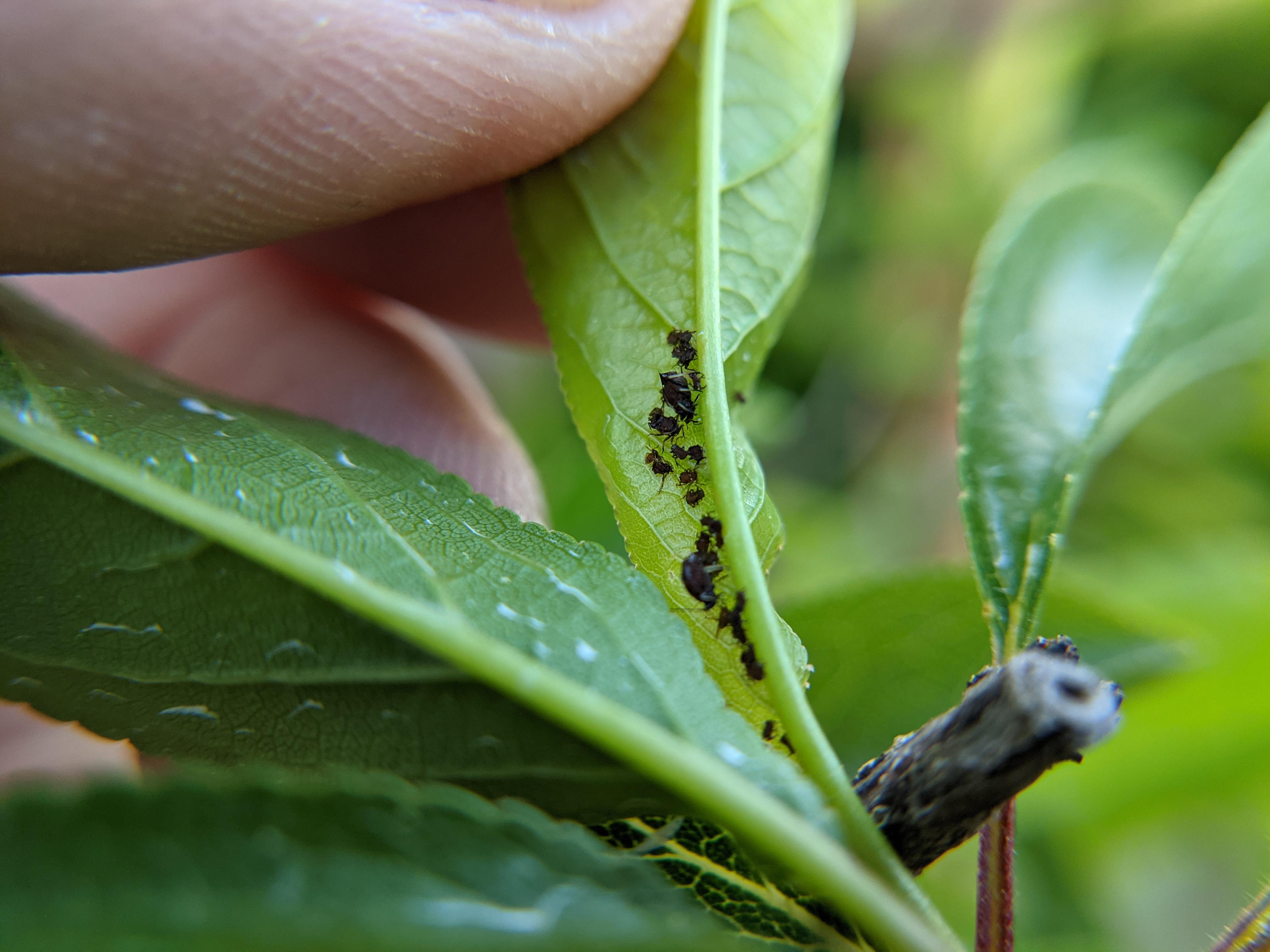What are these bugs on my plum/peach tree? Zone 7a, sprayed yesterday