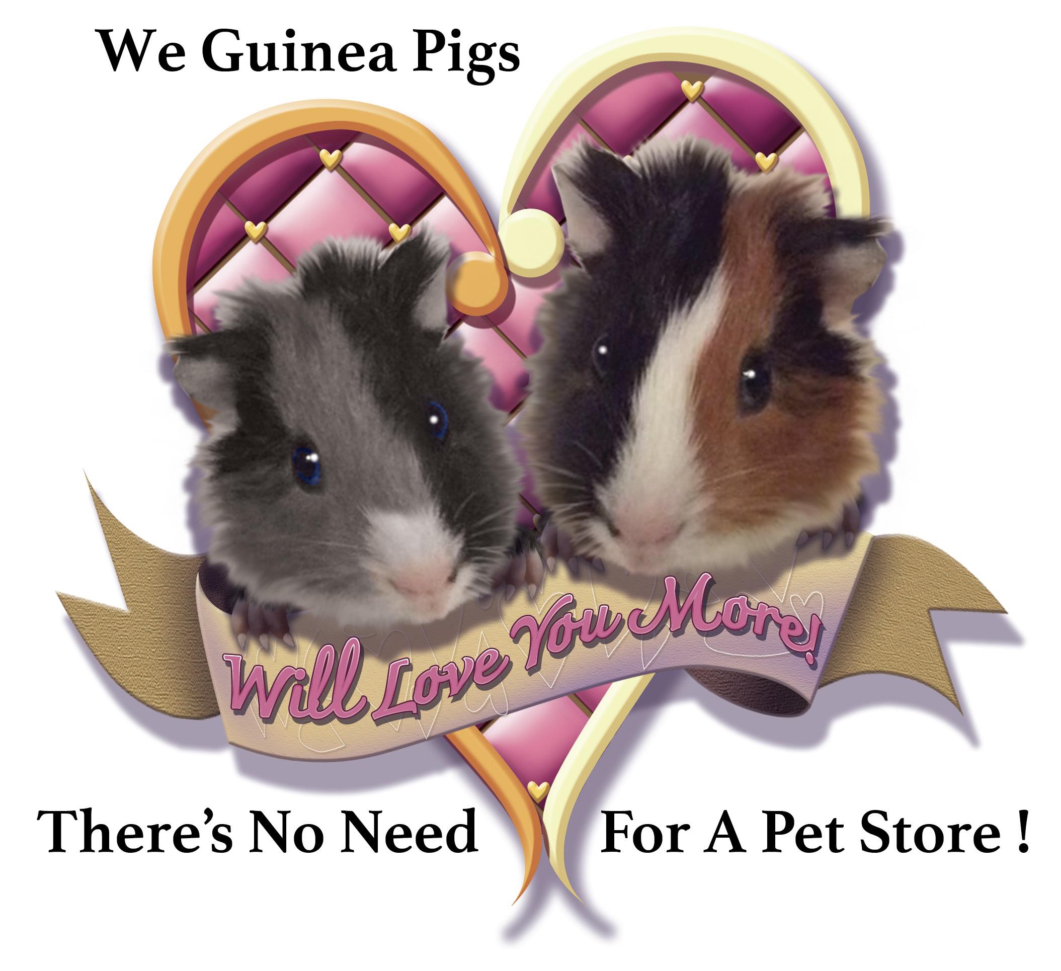 Please sign and share petition to stop pet stores from stocking guinea