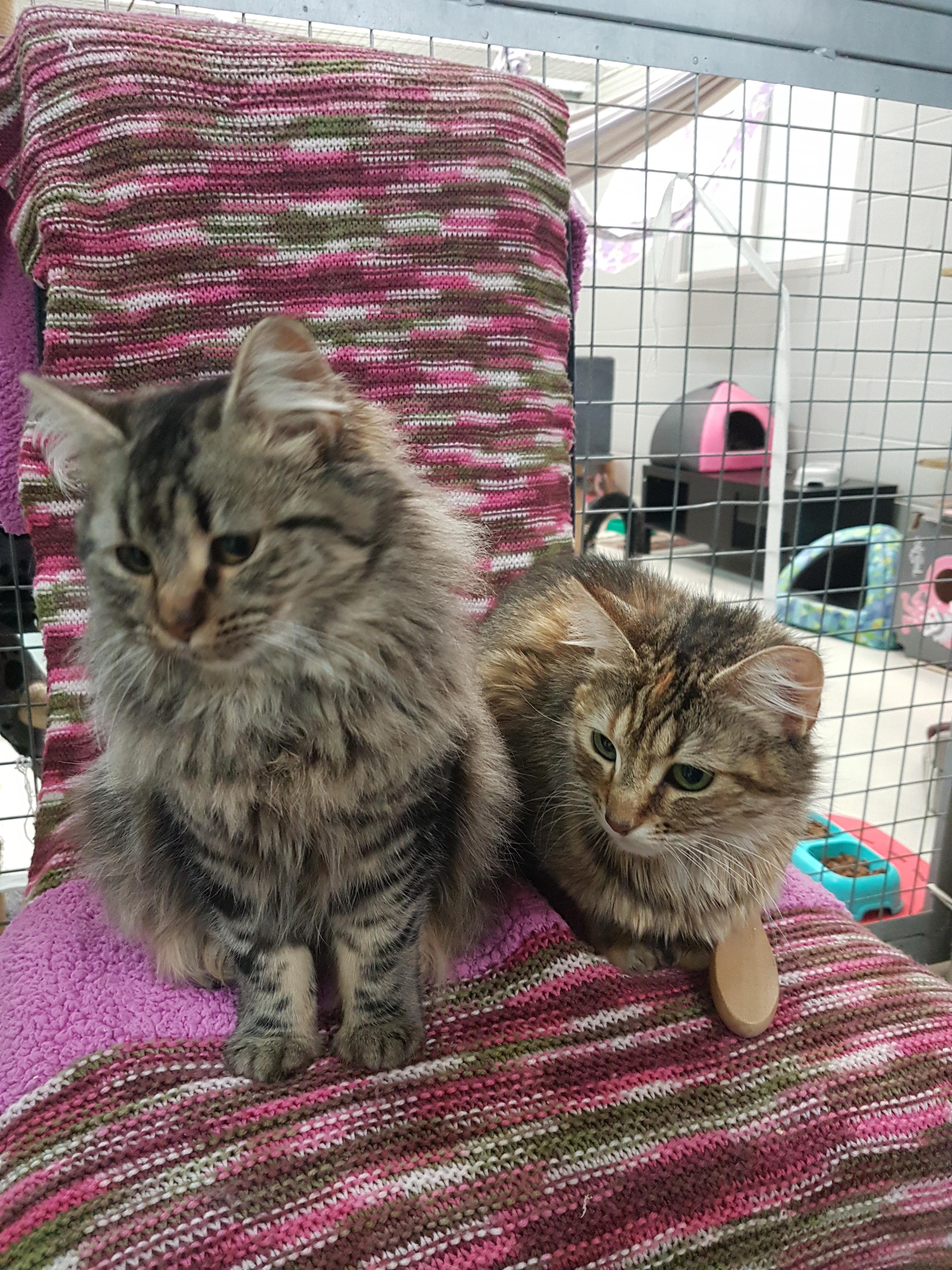 These two sisters have been at the shelter for a long while. Hope they find a forever home soon