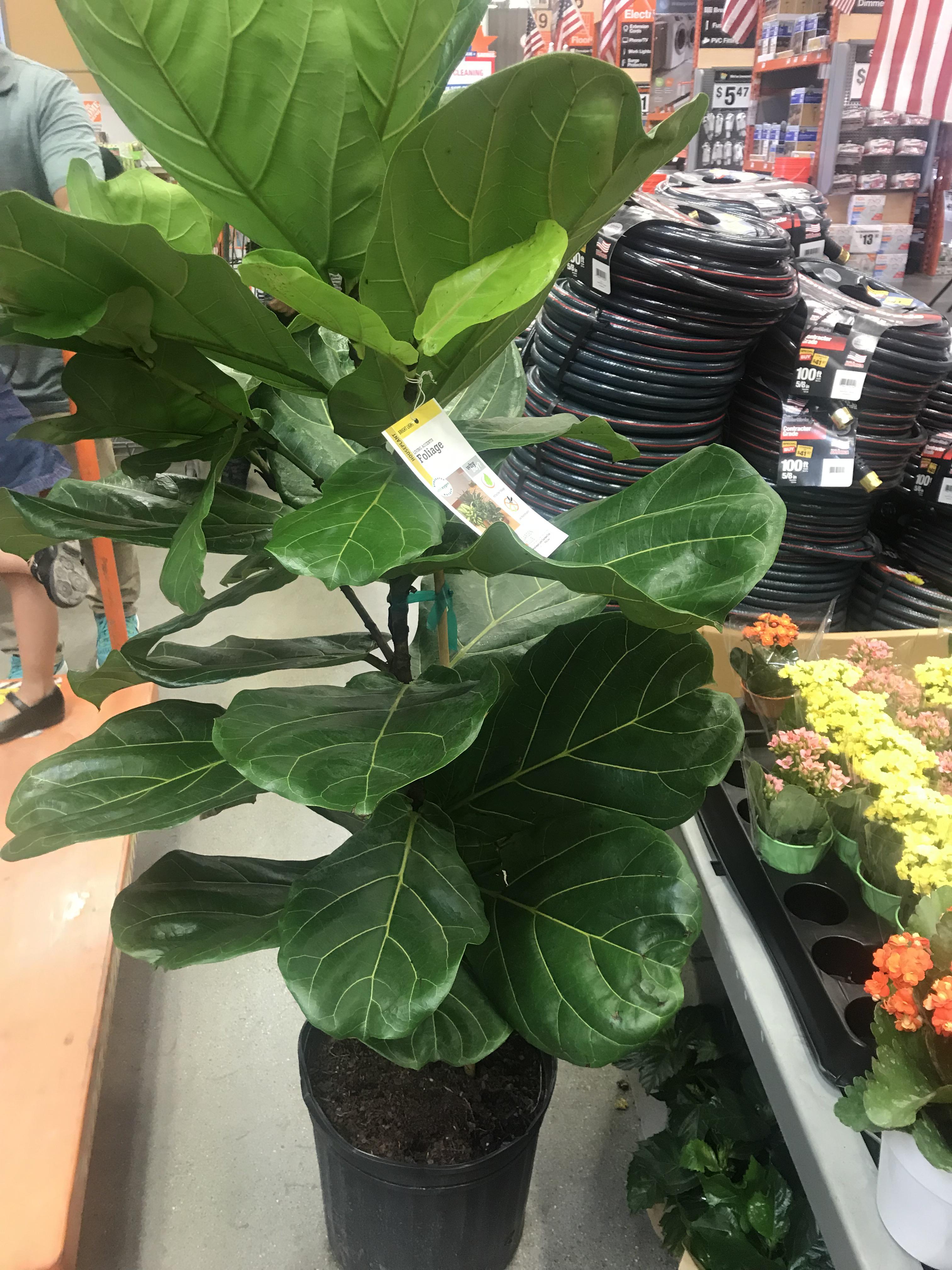 12” Fiddle leaf fig in our local Home Depot for 50! r/houseplants