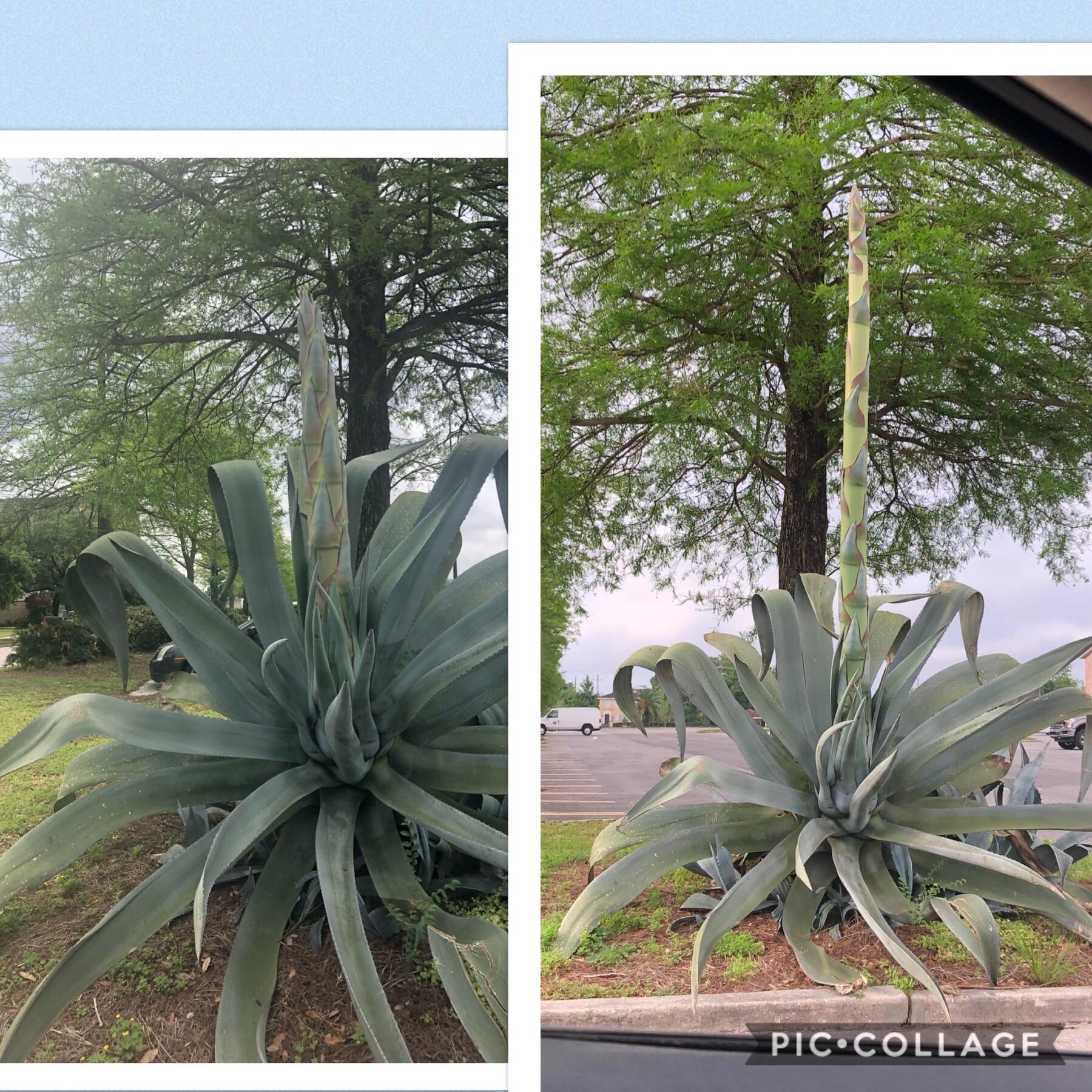 7 days progress on the blooming Agave Americana at my school! Look at