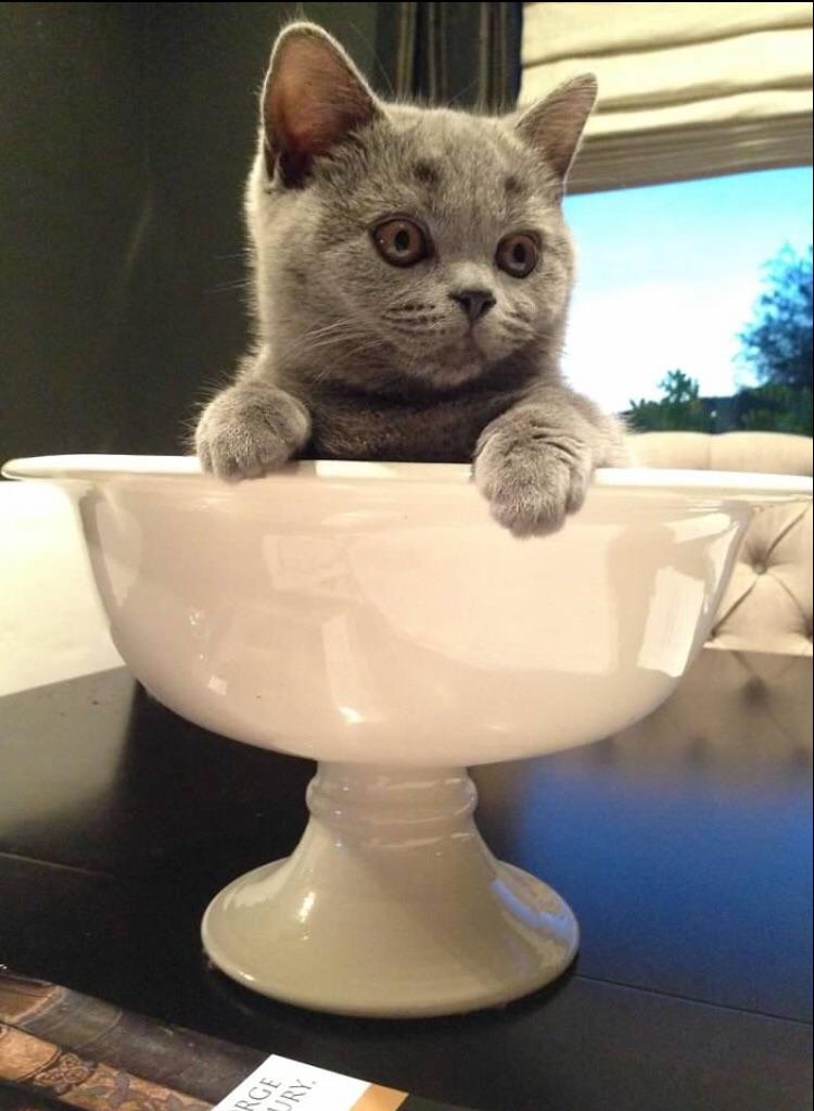 A Bowl Full of Blueberry Muffin r/cats