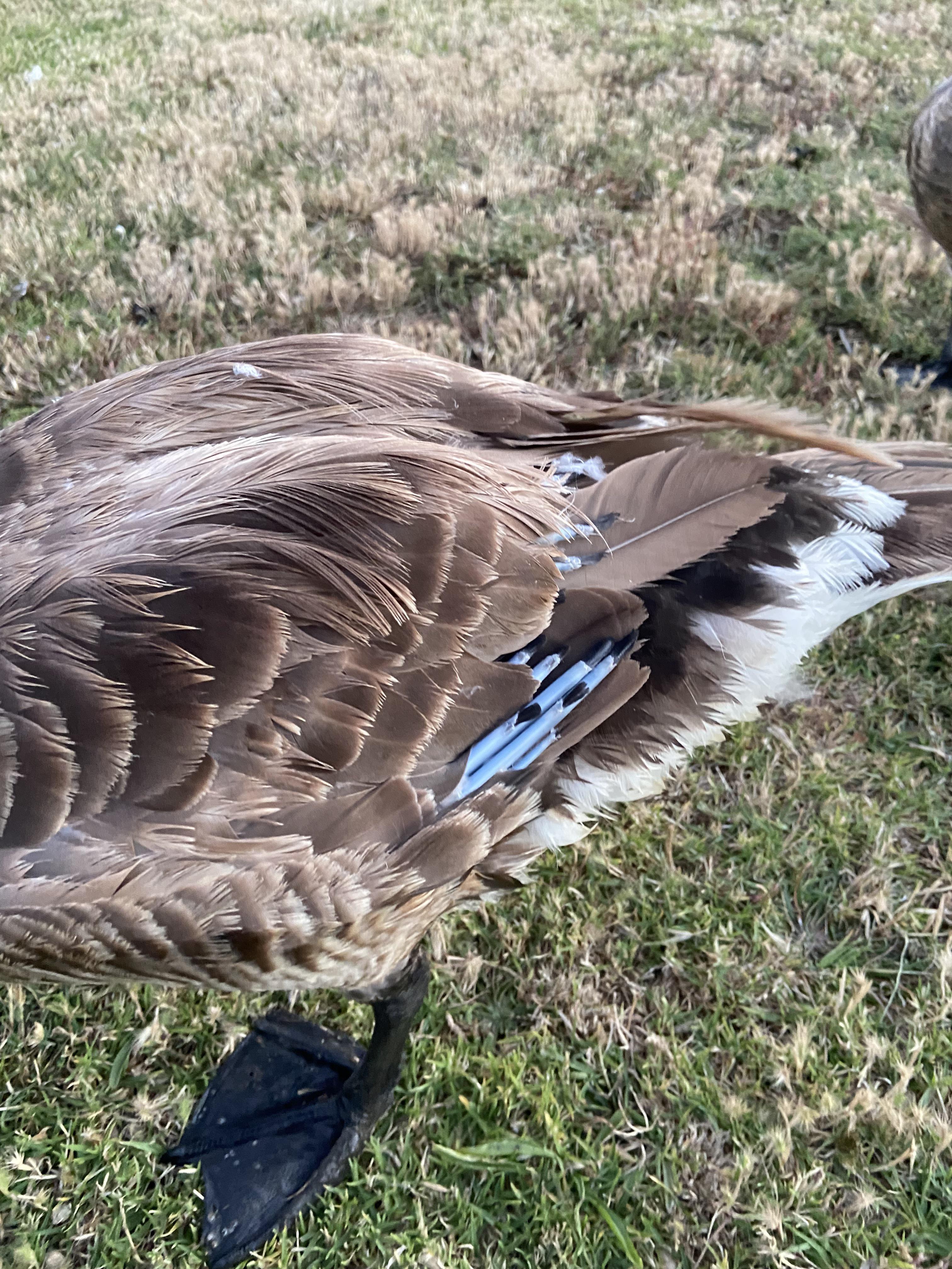 Anybody ever seen these before? It seems like somebody came and removed all his damaged wing