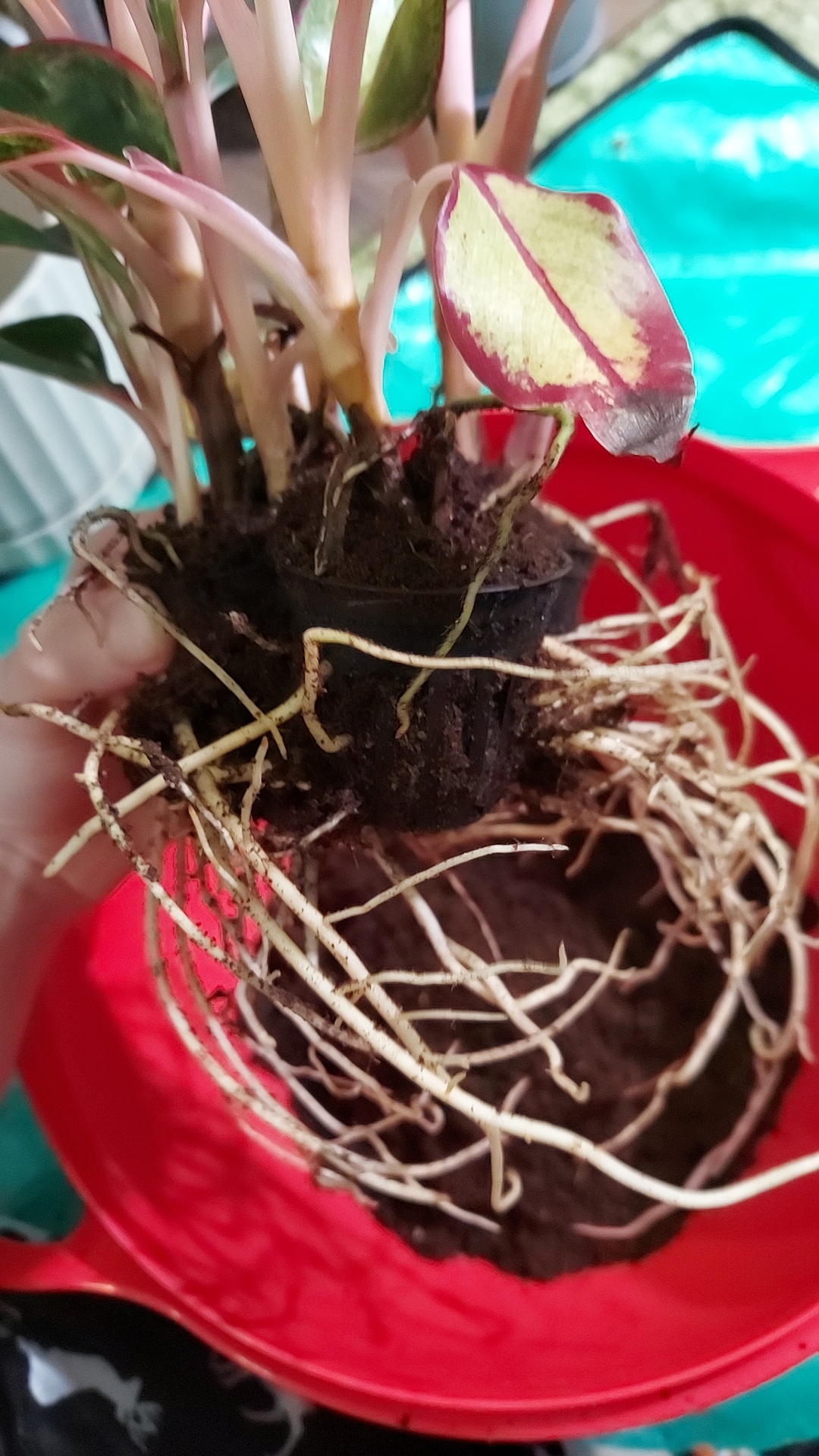 did my plant seriously have three death plugs or is this normal? r