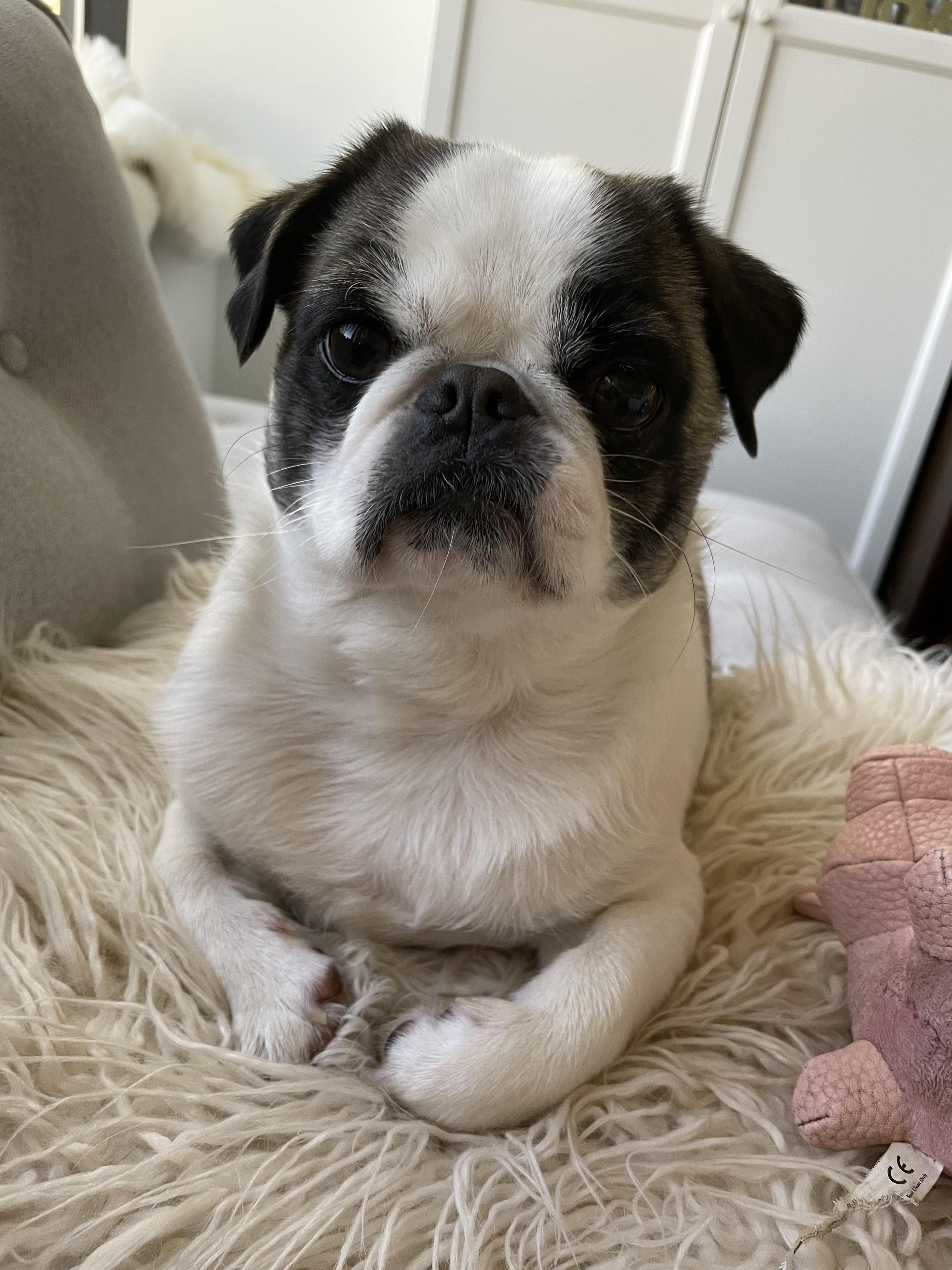 Does anyone have any for collars good for pugs? My dog