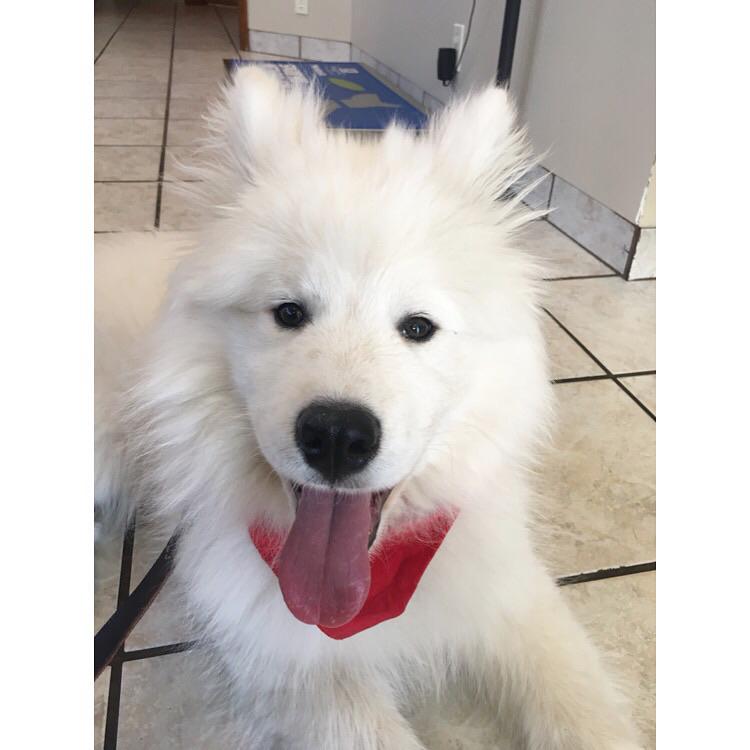Biscuit colored... snout freckles?! samoyeds