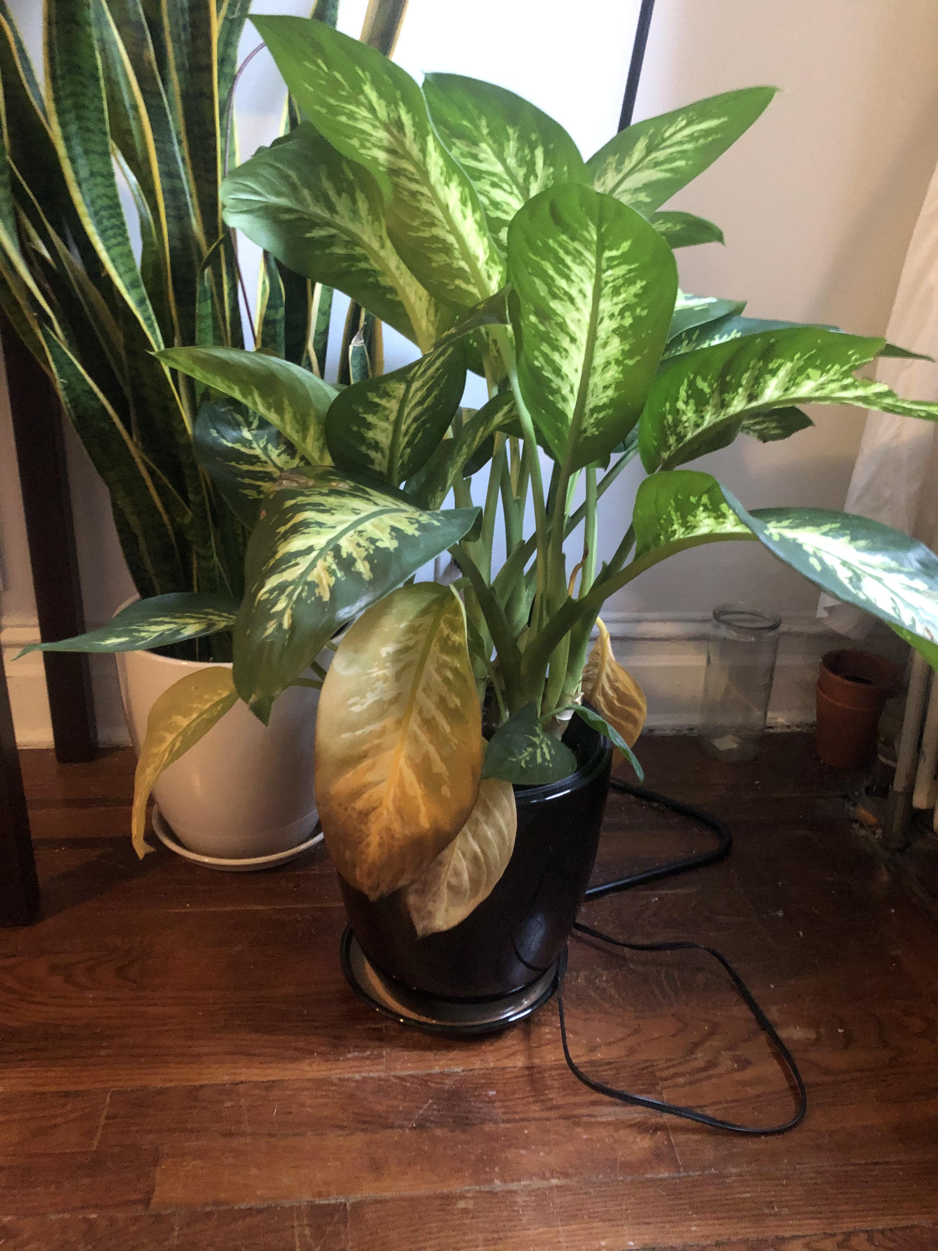 What is wrong with my plant? Yellow brown droopy bottom leaves