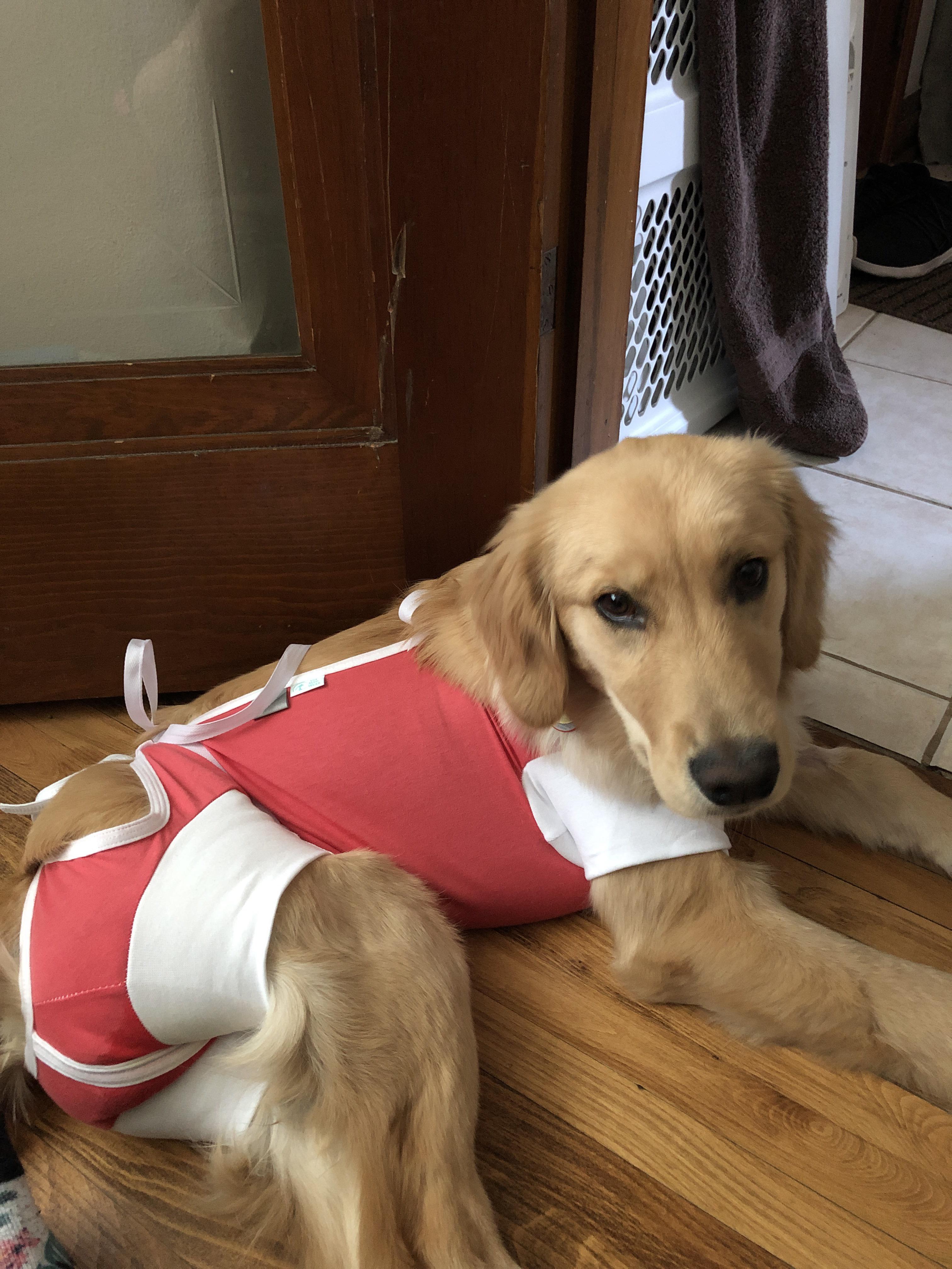 Cosmo in his postneuter onesie. We are a fashionforward family. r