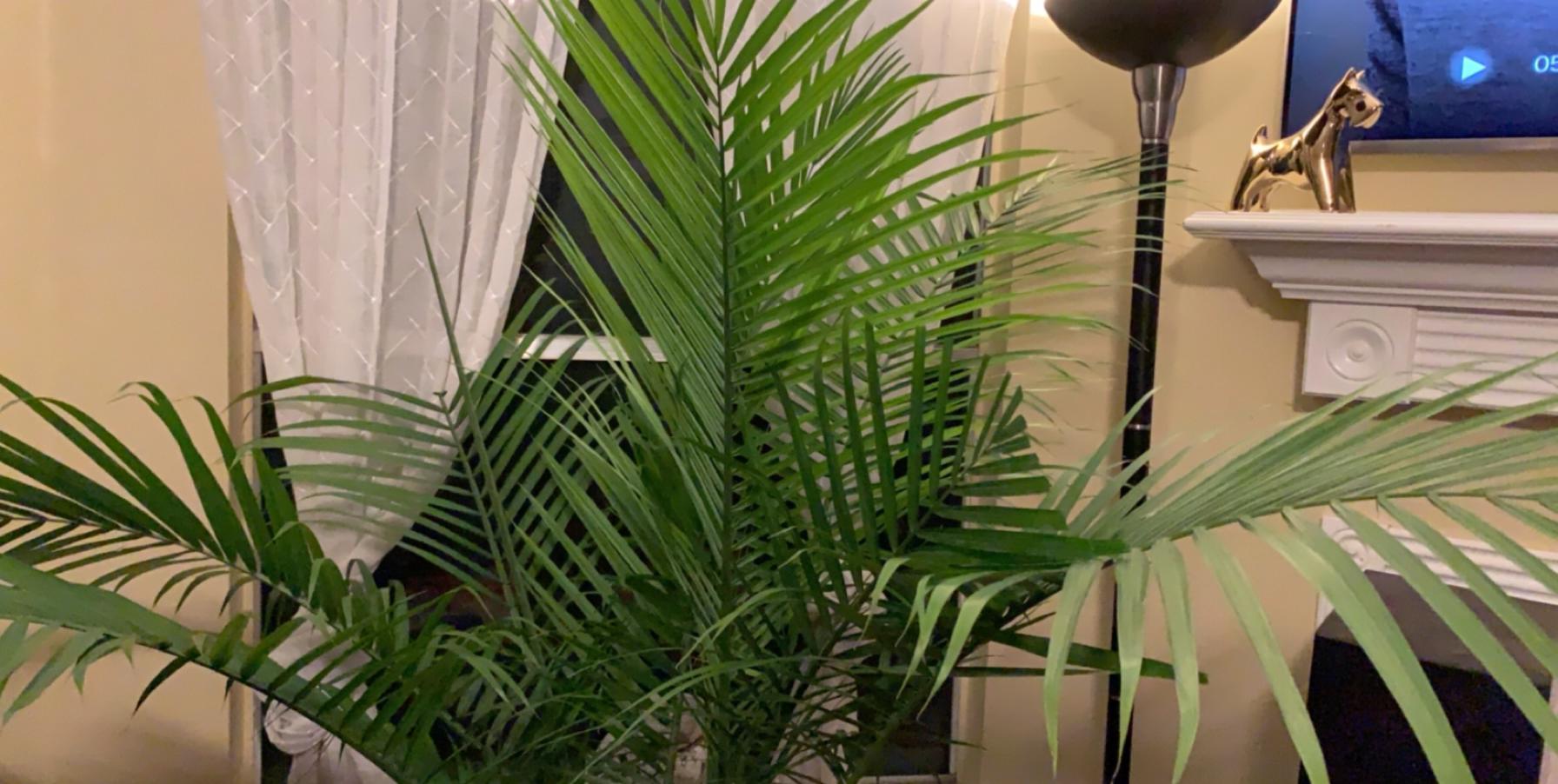 Anyone else love IKEA plants? I am a proud new owner of a Palm plant I