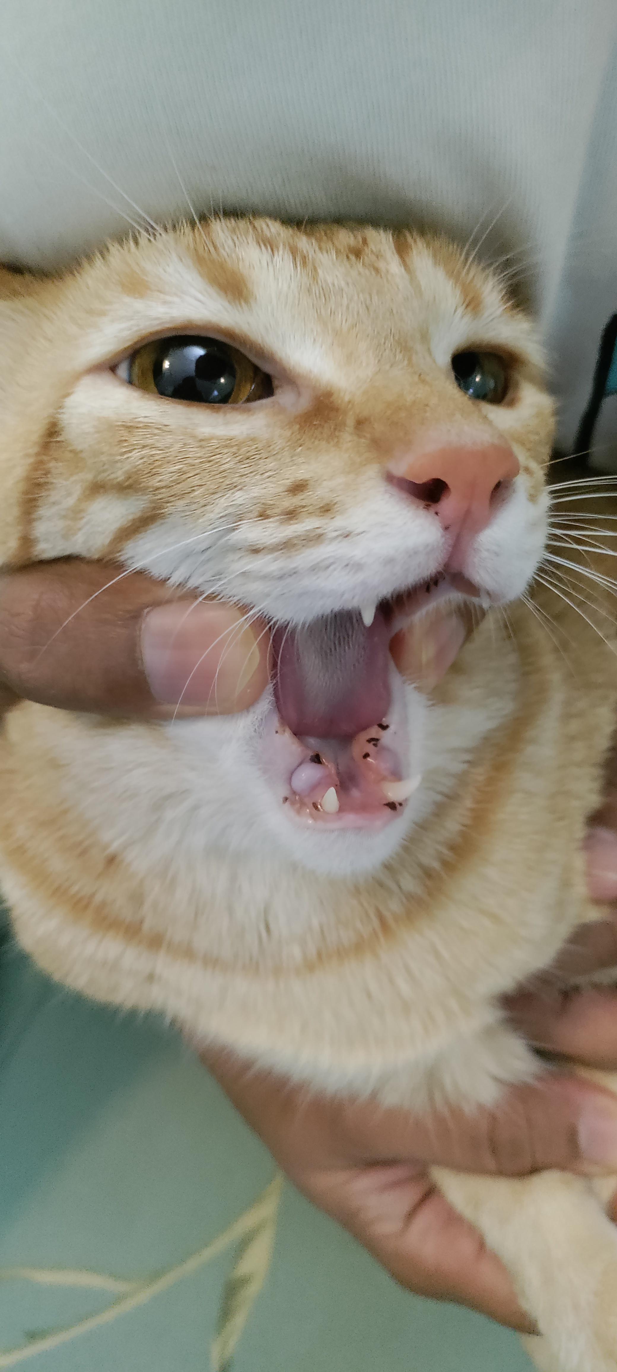 Black spots inside my cats mouth r/cats