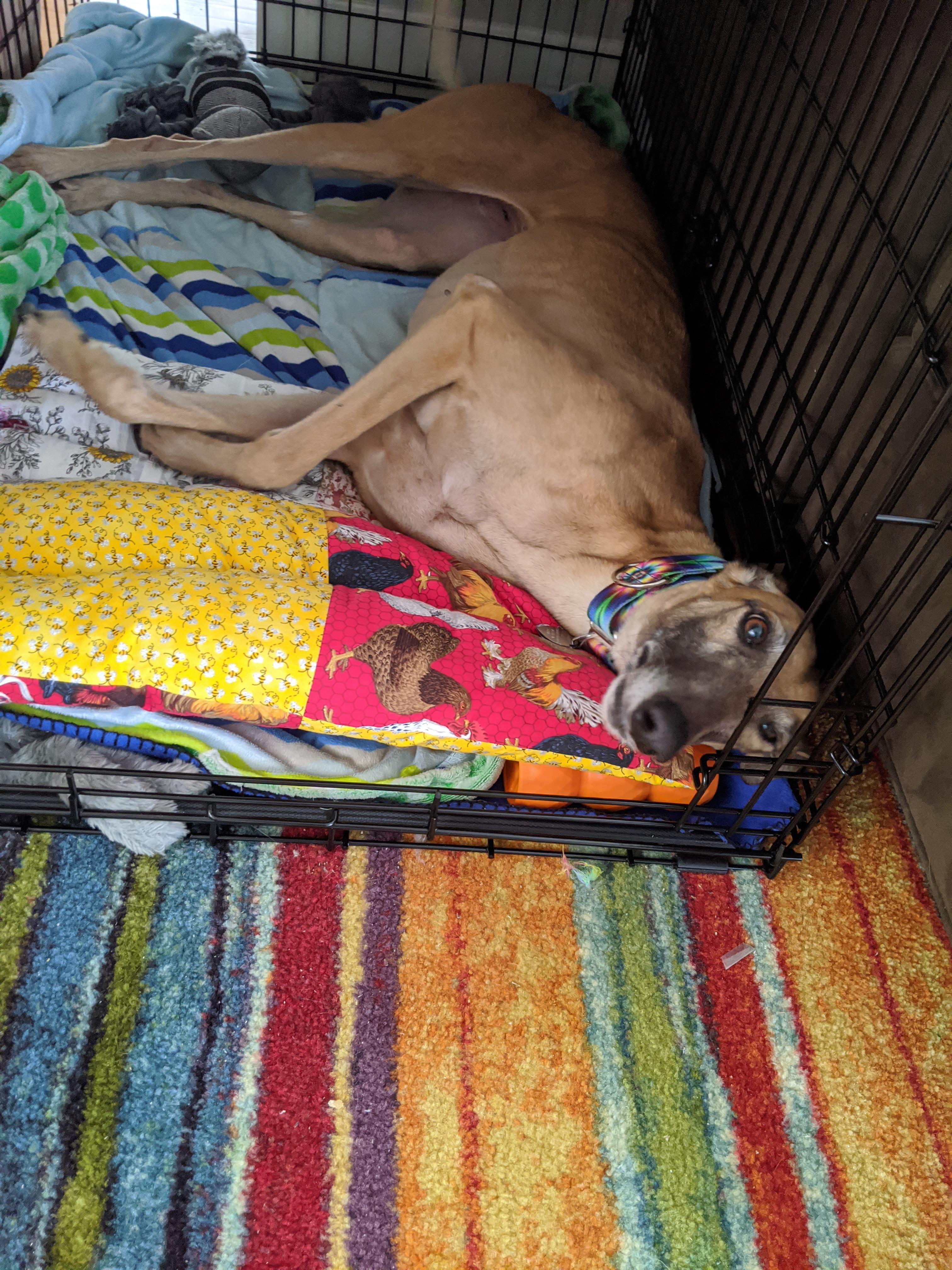 Our new rescue! r/Greyhounds