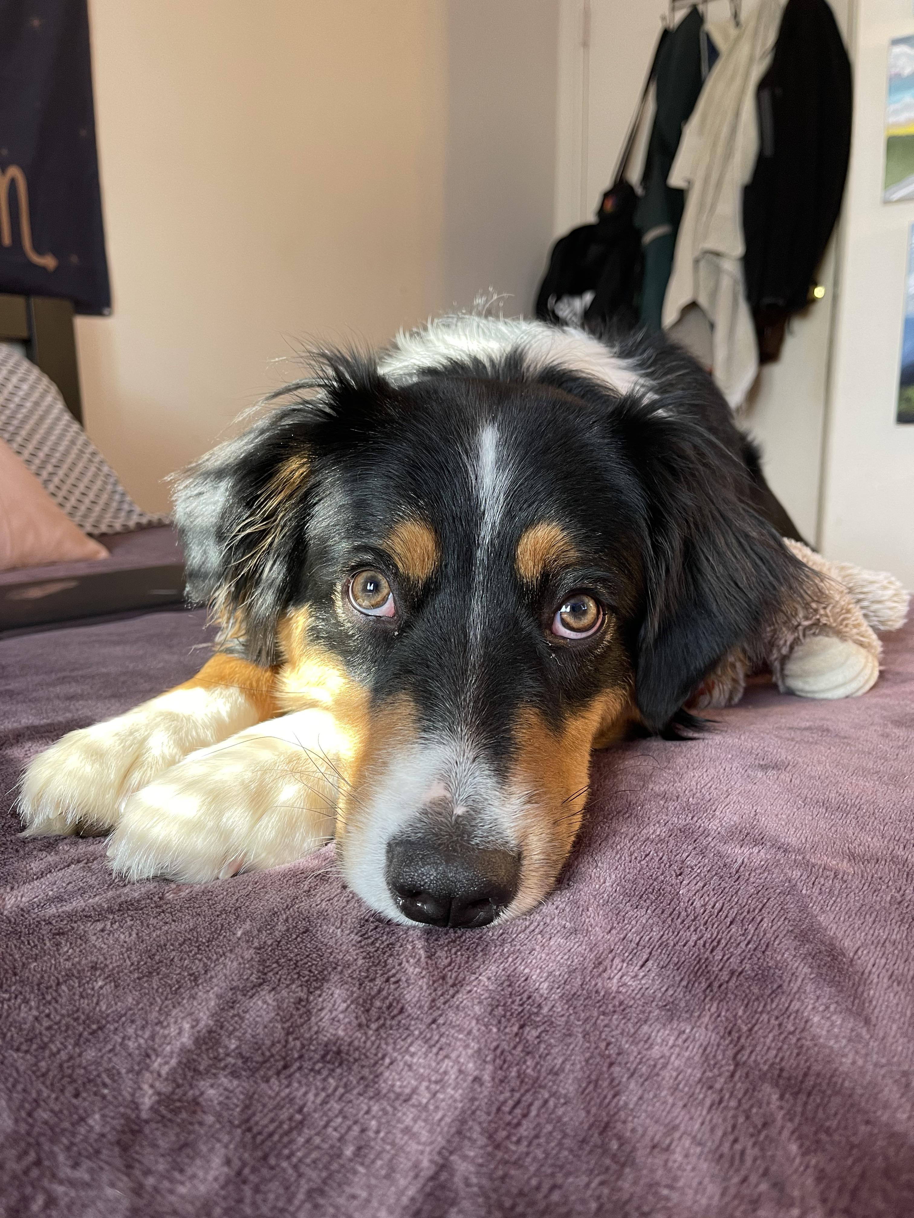 toys for extreme chewers? what are you using for your aussies. my girl loves toys but makes it