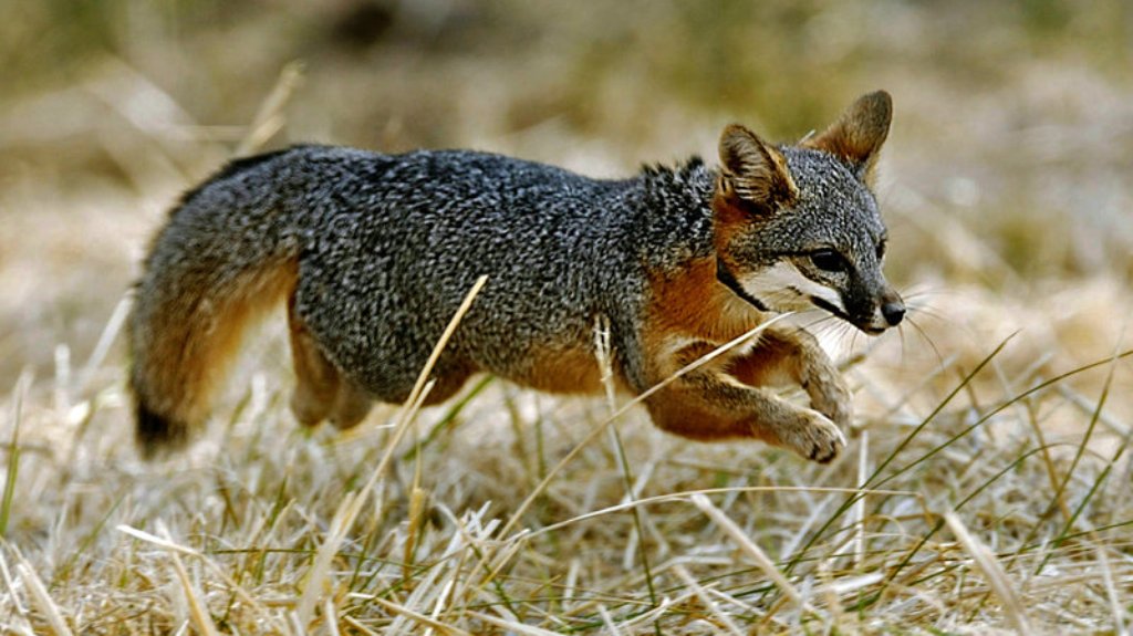 California Island Fox r/aww