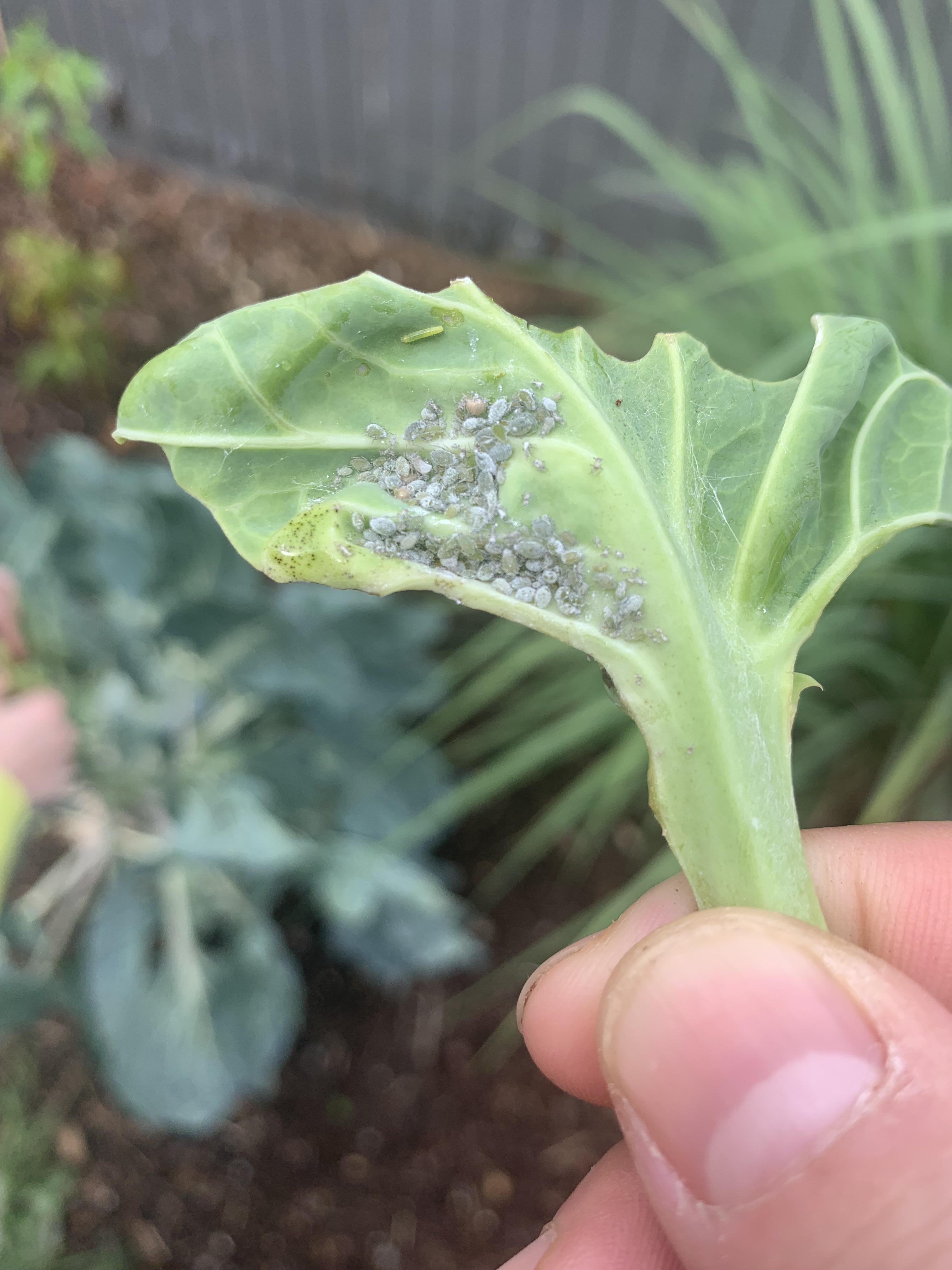 What are these silver bugs eating my brussel sprouts? r/whatsthisbug
