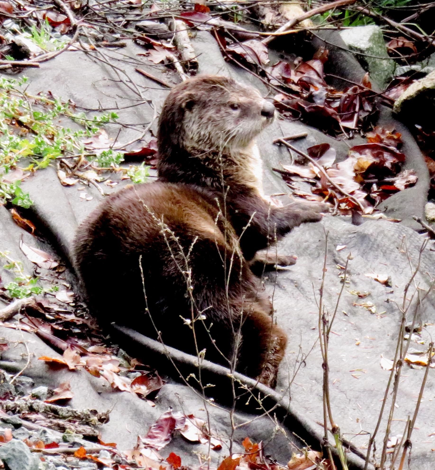 Sea otter came up for a visit to scratch his back while I was sitting