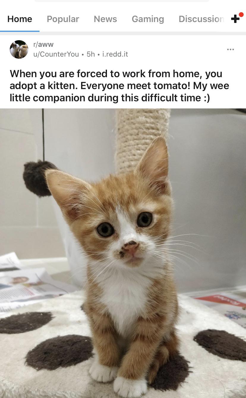 More people are adopting pets during this pandemic out of loneliness