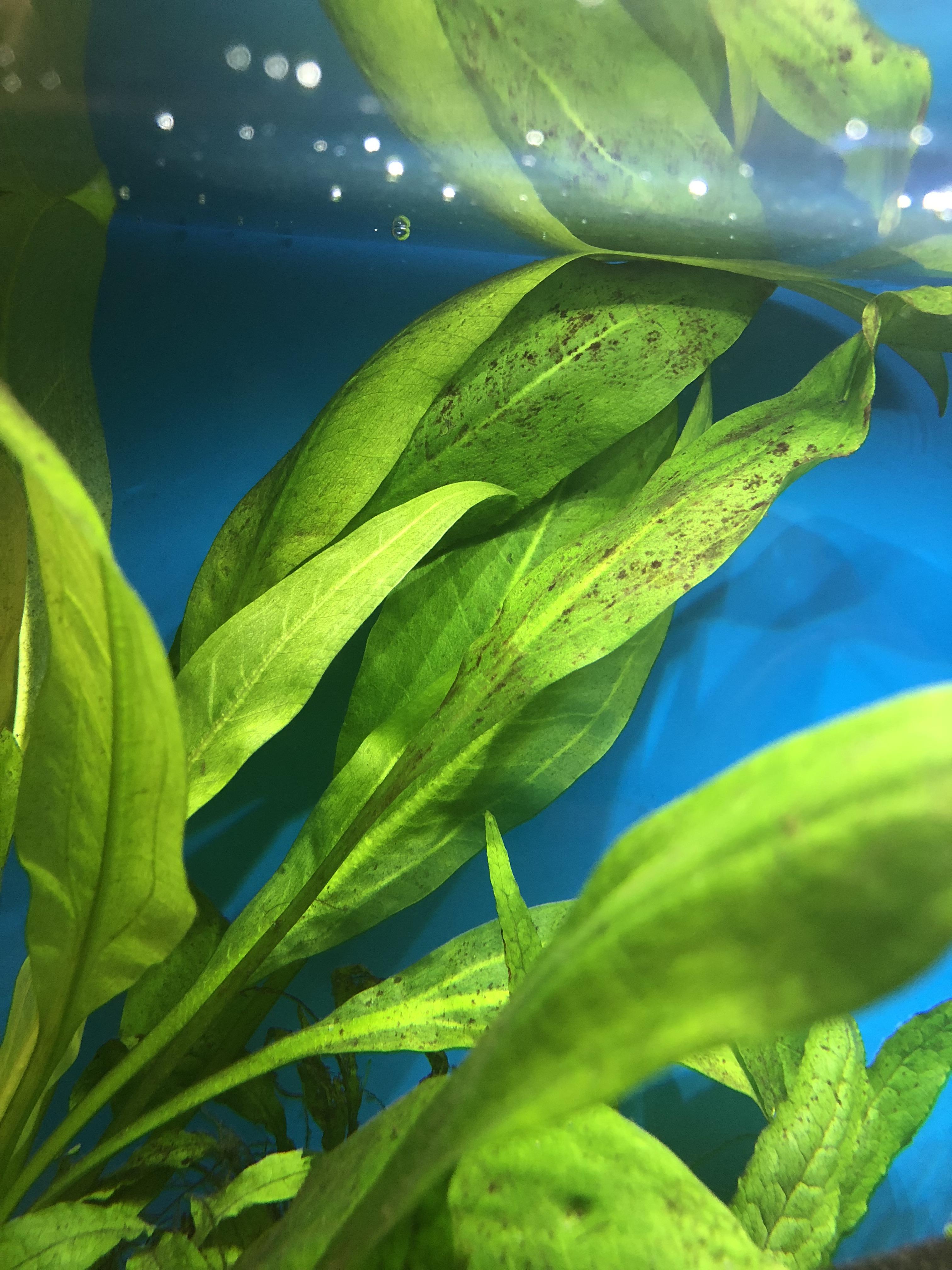 What is this brown stuff on my plants? r/Aquariums