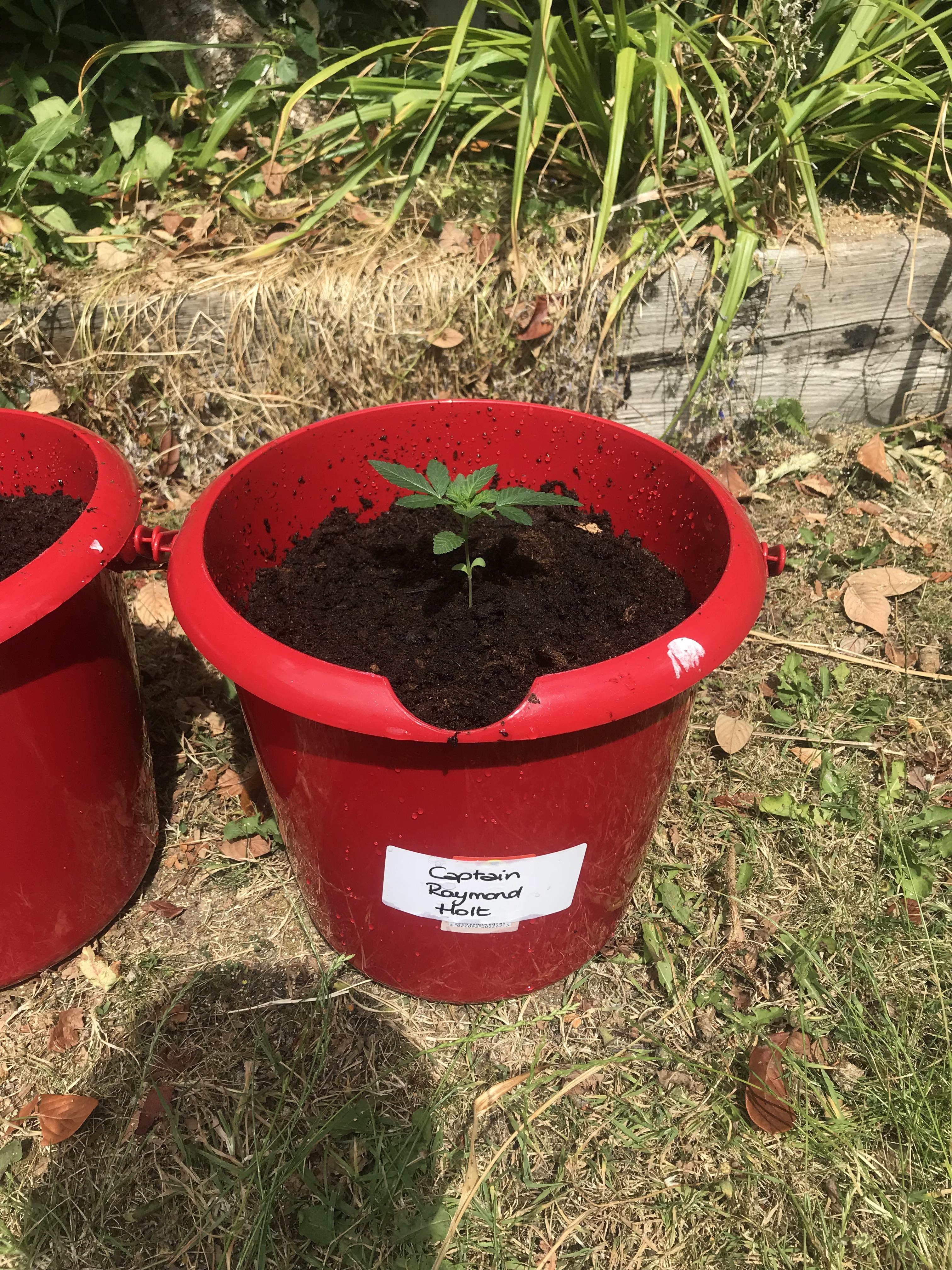 I moved my plants into final pots today. Day 19. I drilled holes in the