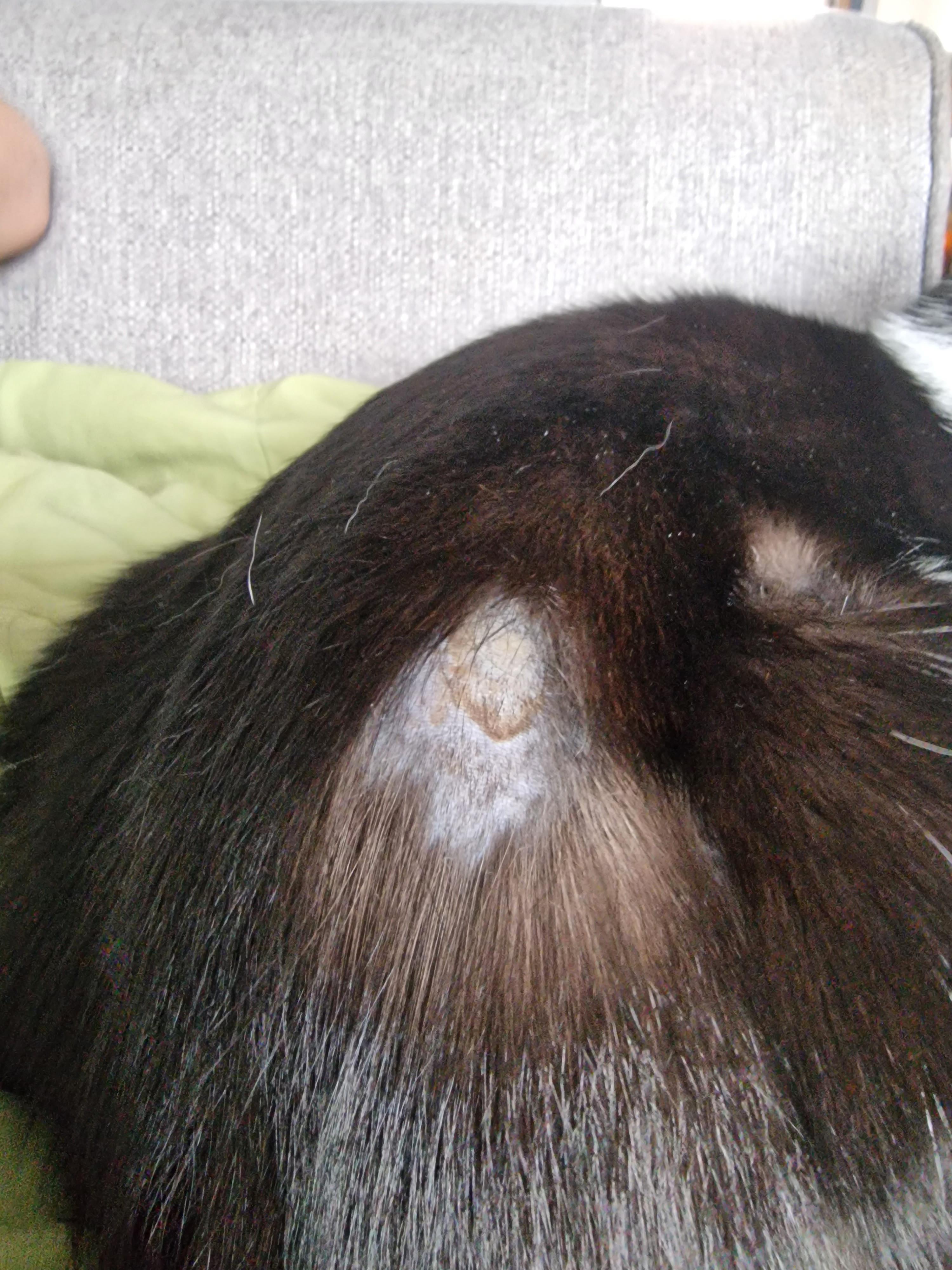 someone help me... my cat has a few bald spots which is a concern in