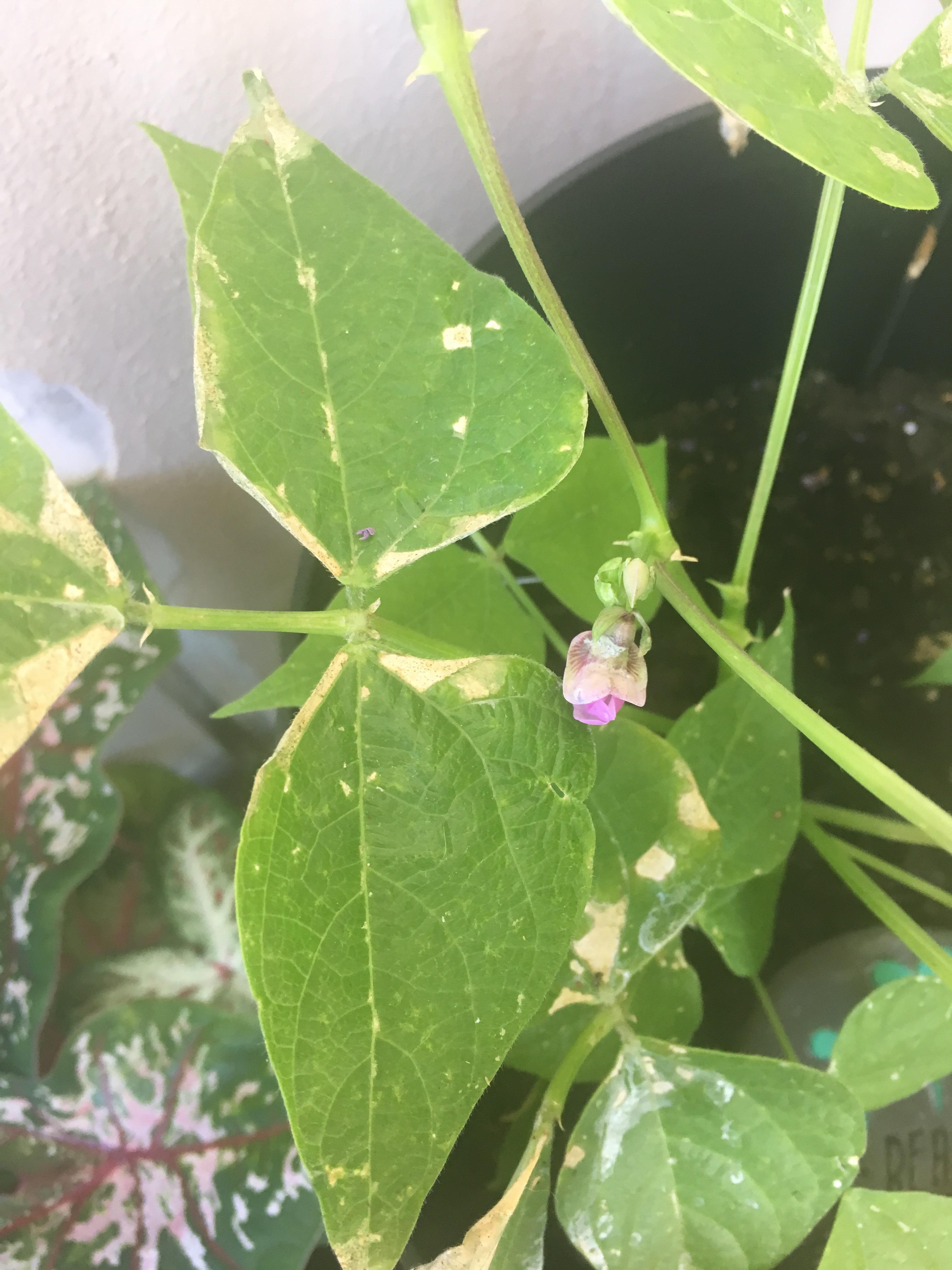 What is this happening to my bean plant? How do I fix it? r/gardening