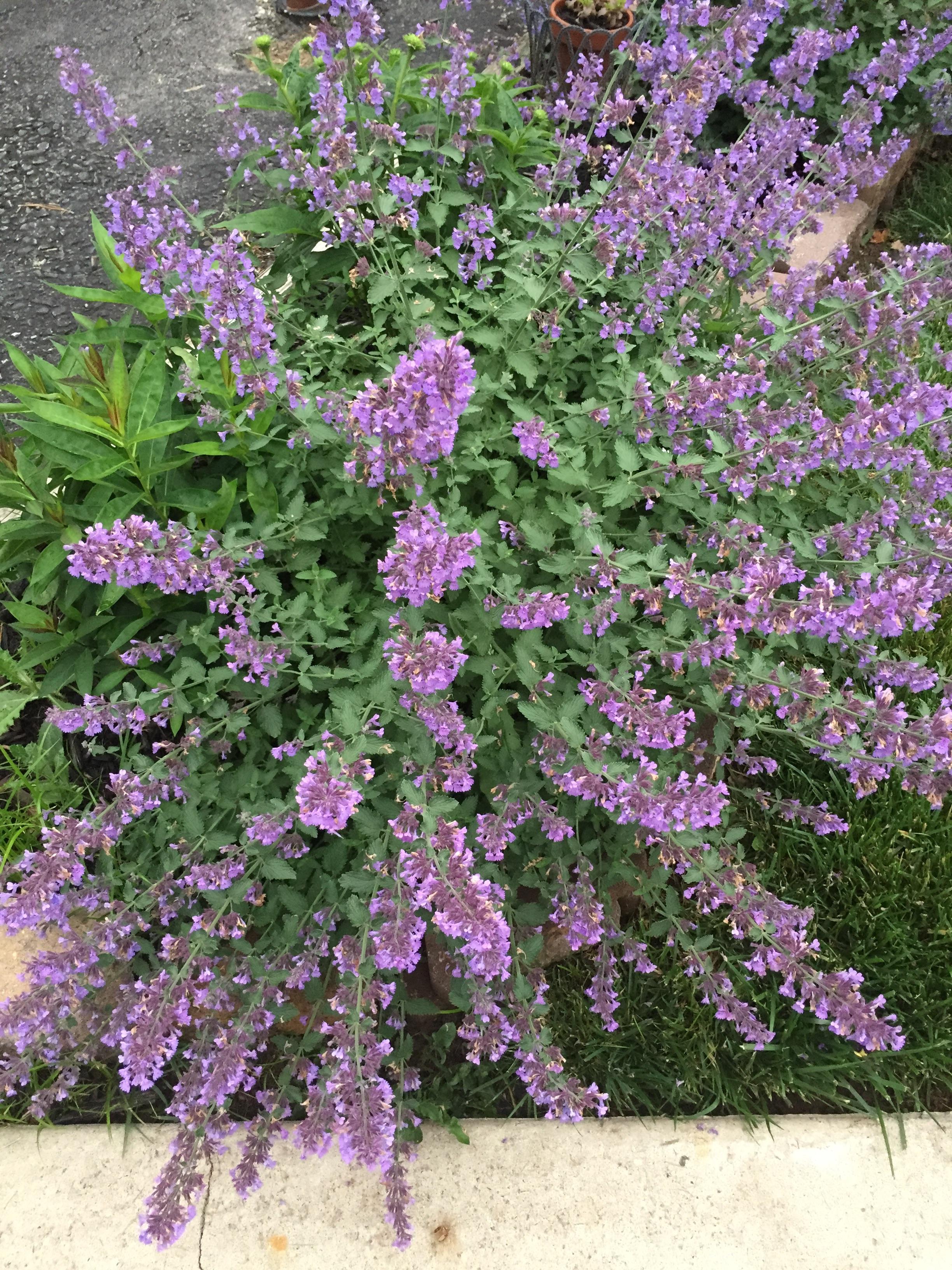 What are these little purple flowers? r/whatsthisplant