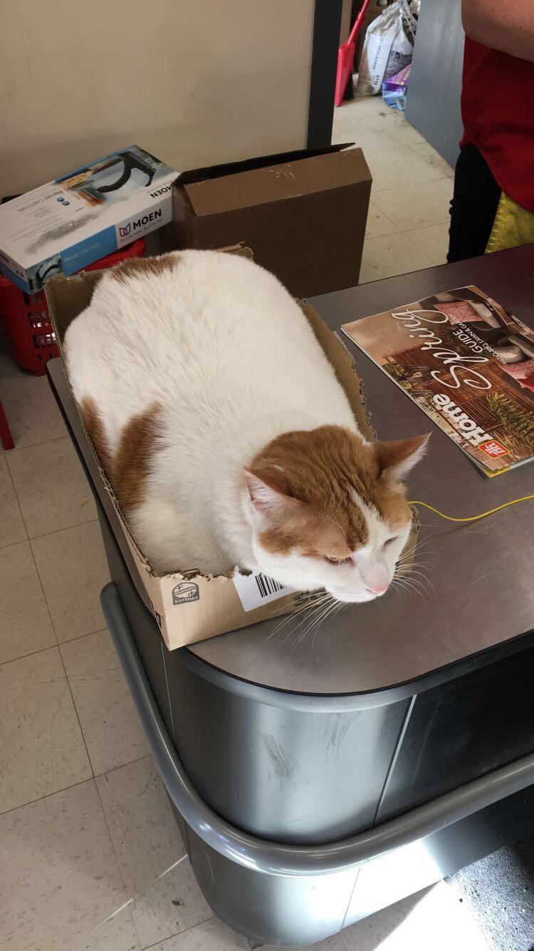 Loaf of cat in his loaf pan Catloaf